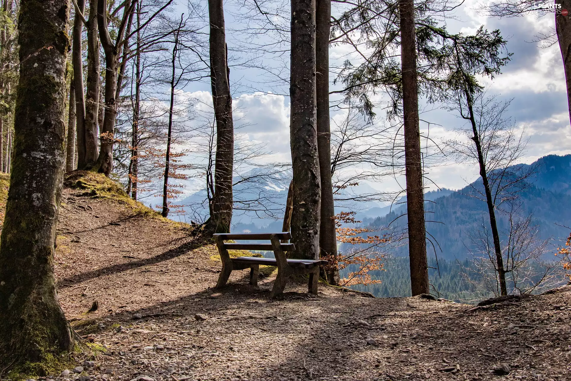 Bench, Mountains, viewes, forest, trees