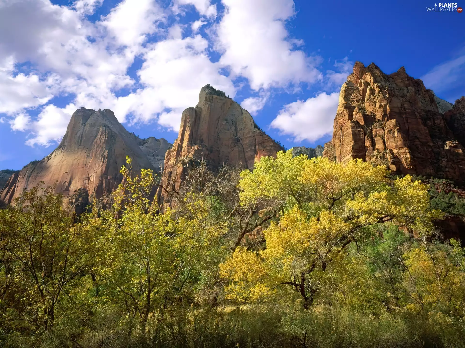 Mountains, trees, viewes