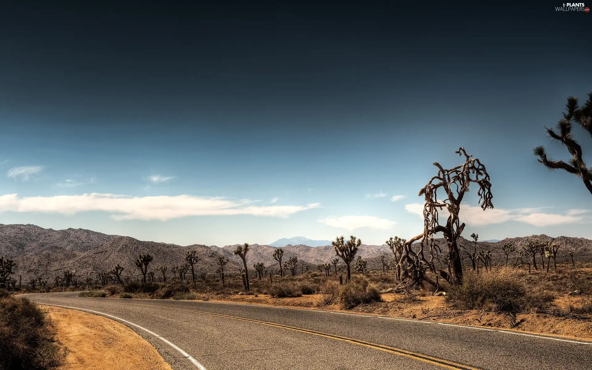 Way, viewes, Mountains, trees