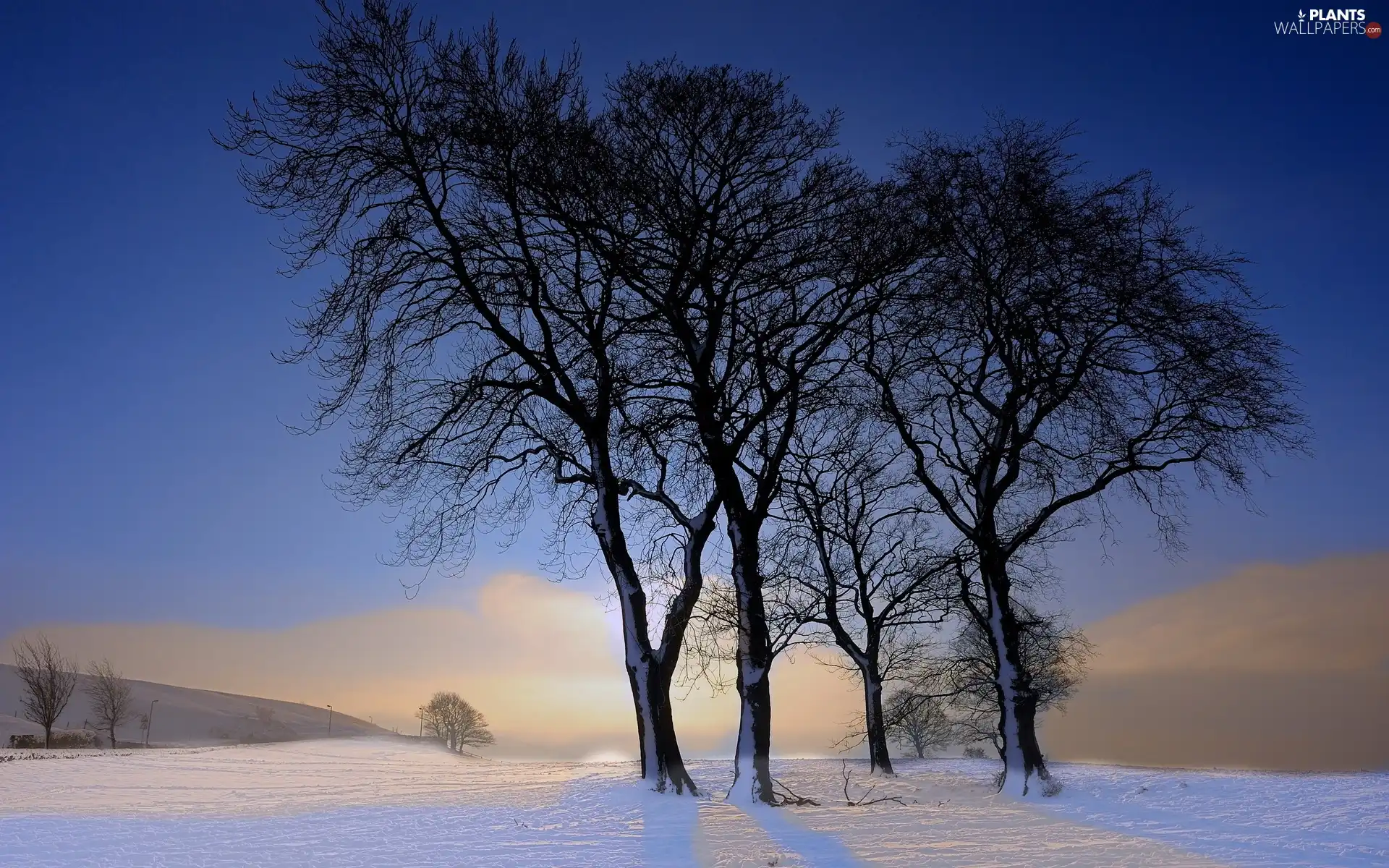 viewes, high, Mountains, winter, field, trees