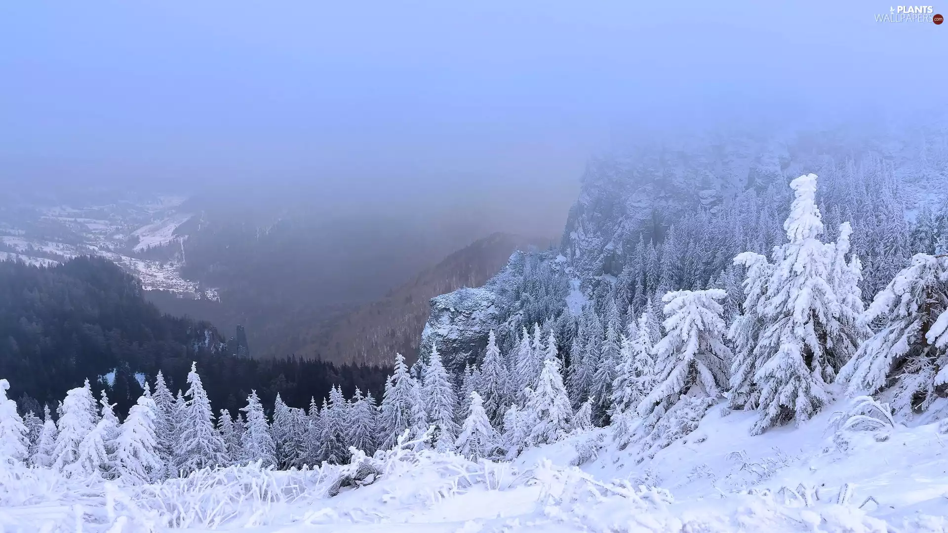 winter, Spruces, Fog, Mountains