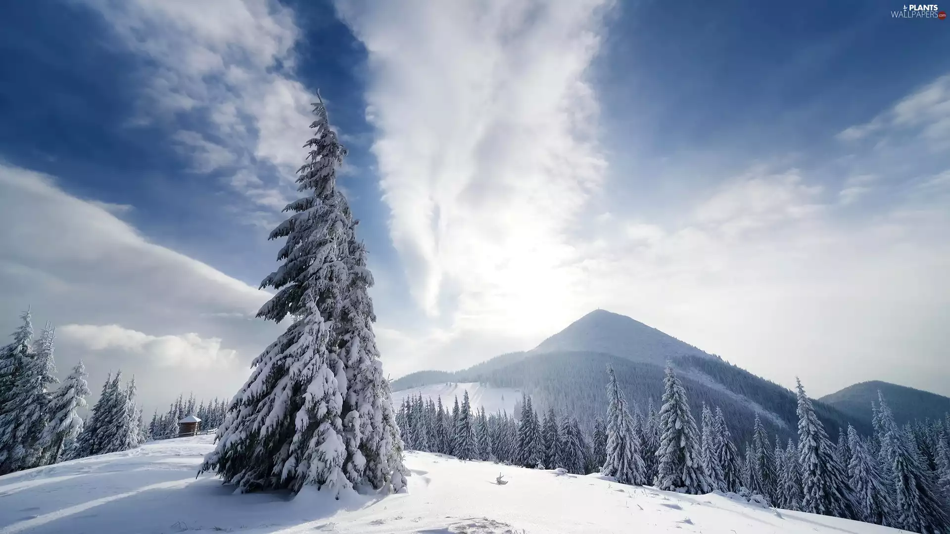 winter, spruce, forest, Mountains
