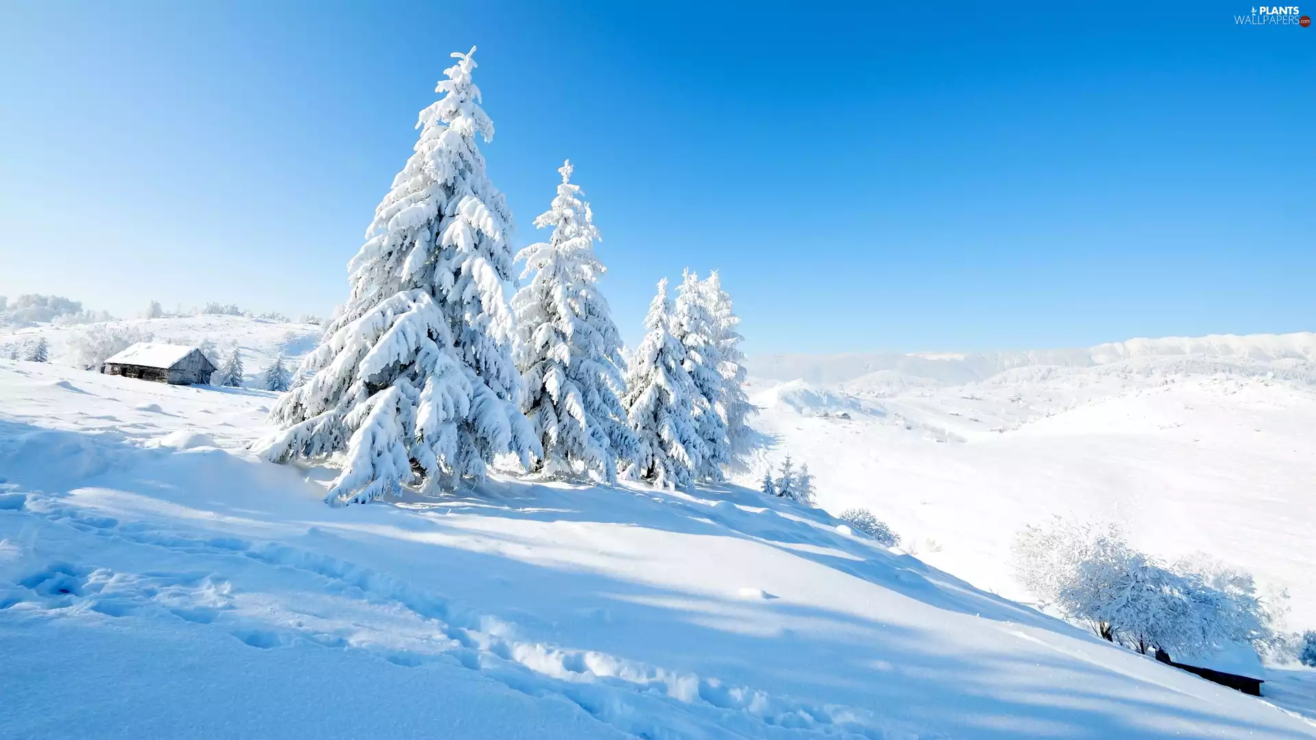 winter, Houses, spruce, Mountains