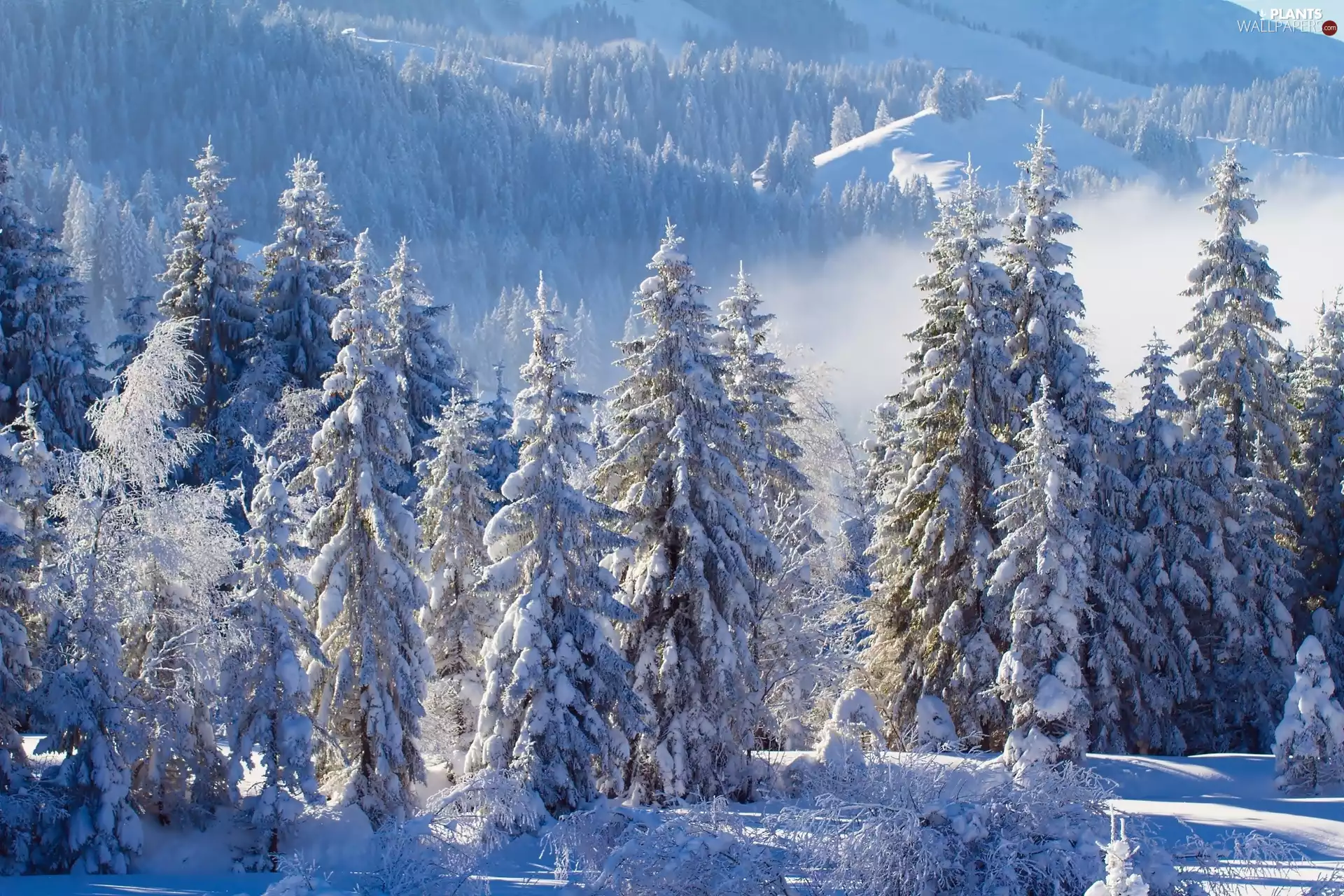 winter, forest, Spruces, Mountains