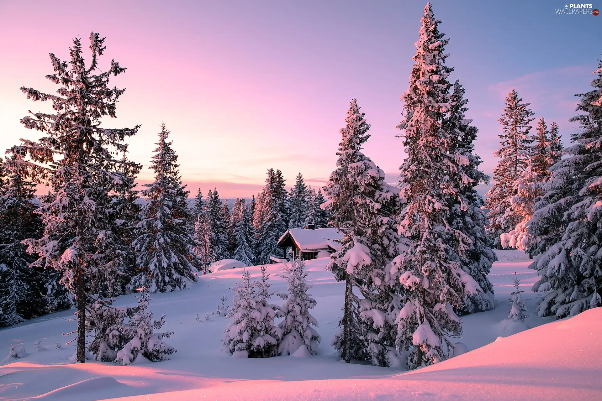 trees, viewes, winter, forest, Sunrise, Snowy, house, Mountains