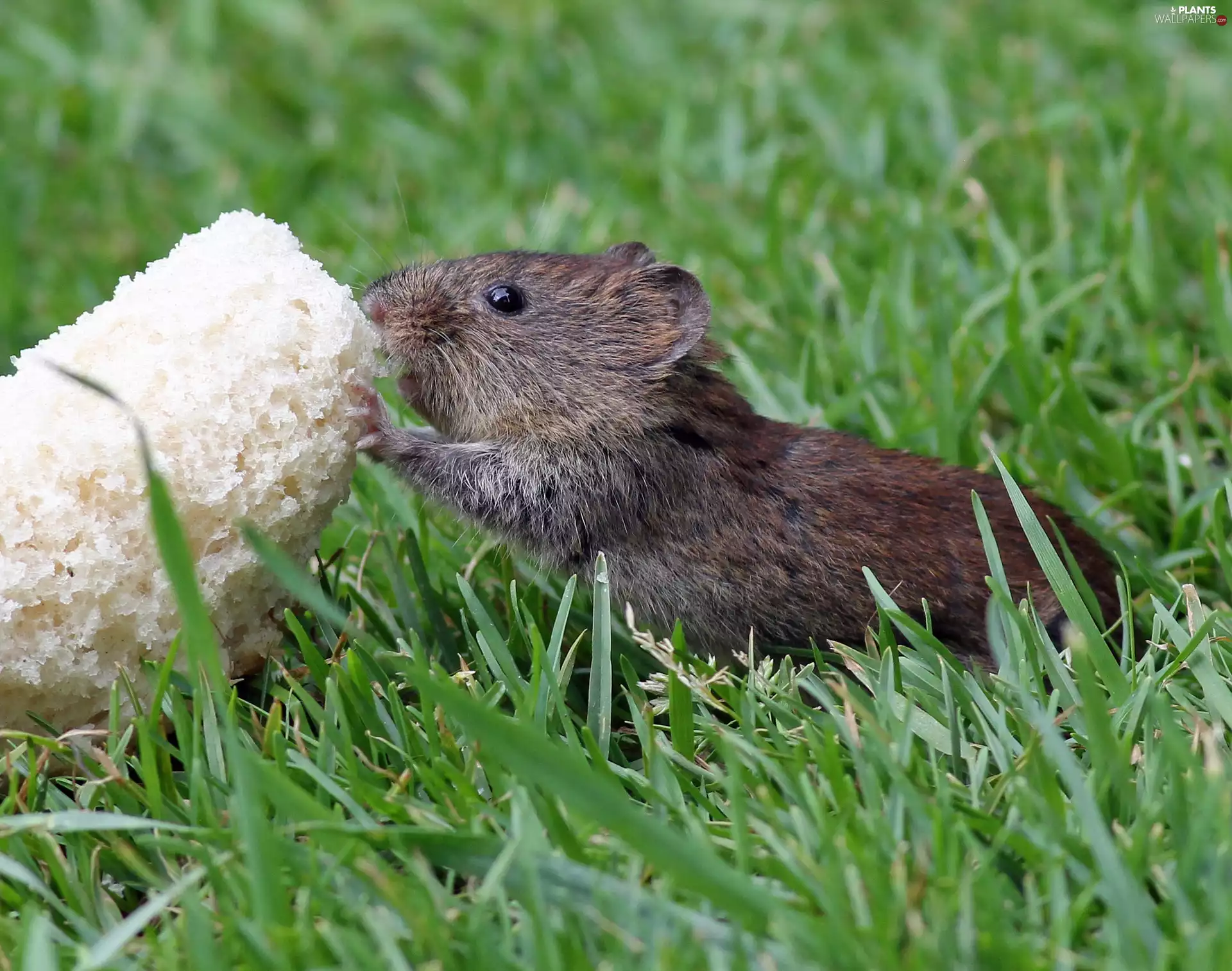 mouse, grass
