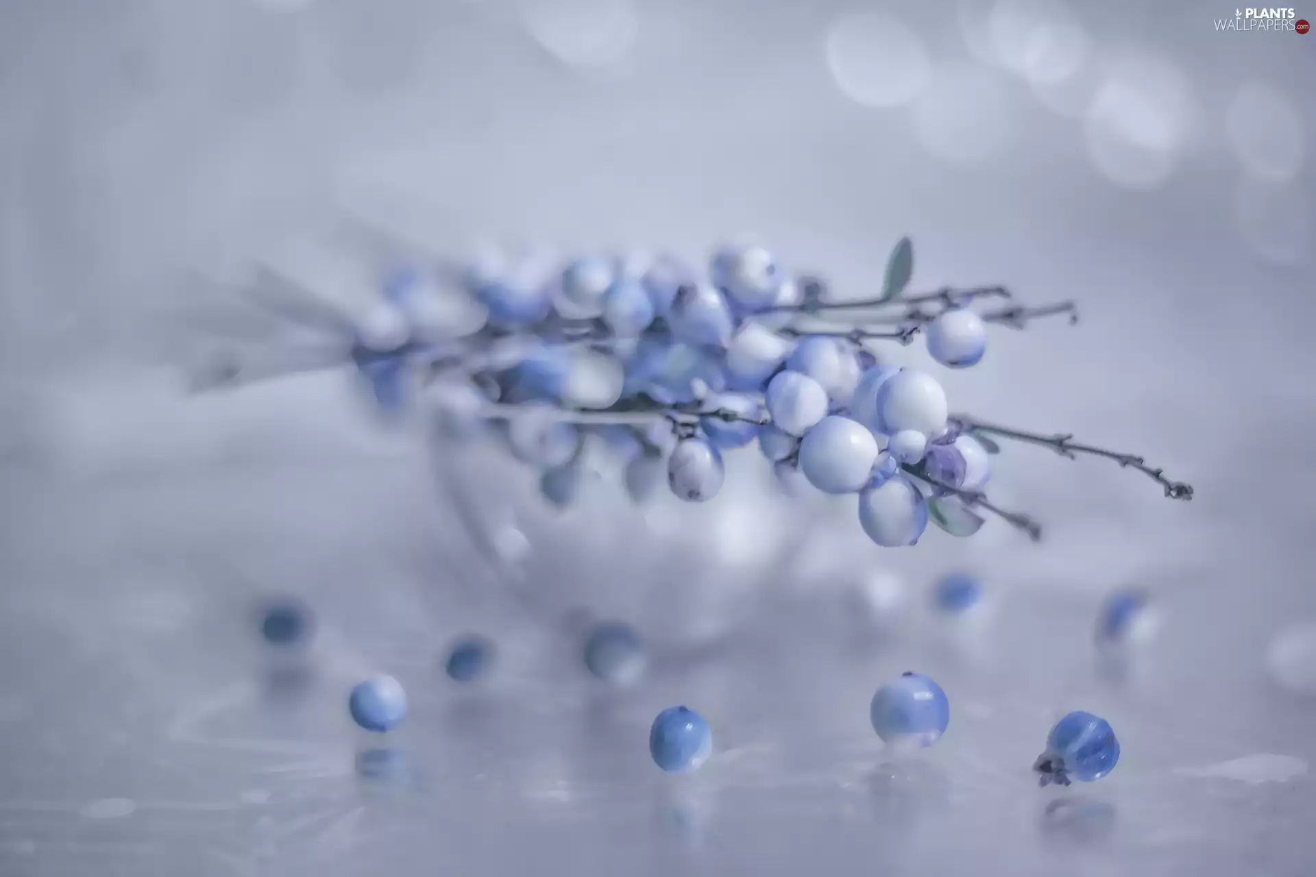 Symphoricarpos Duhamel, M&Ms balls, Twigs, Blue