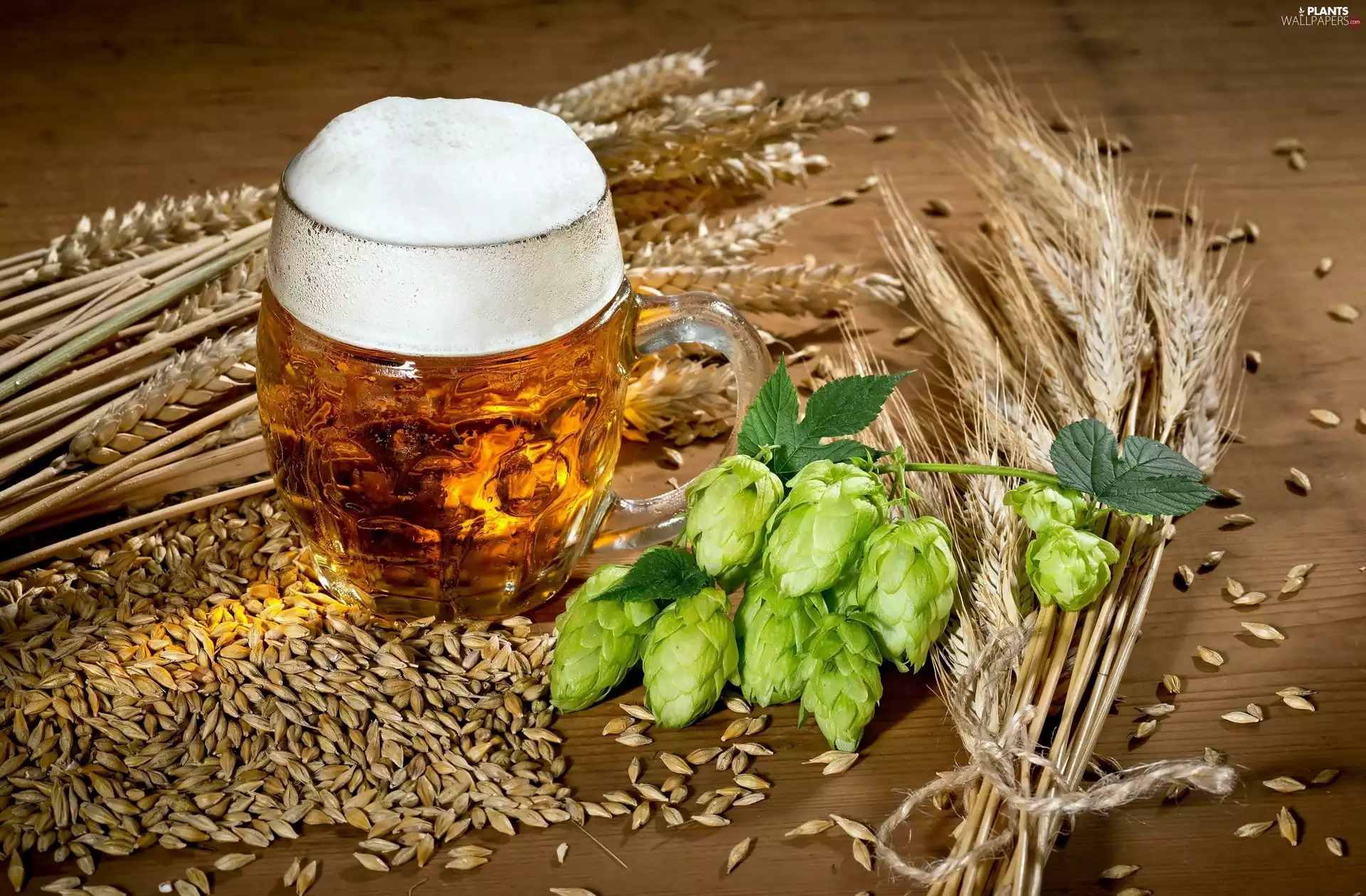 Beer, hop, corn, mug