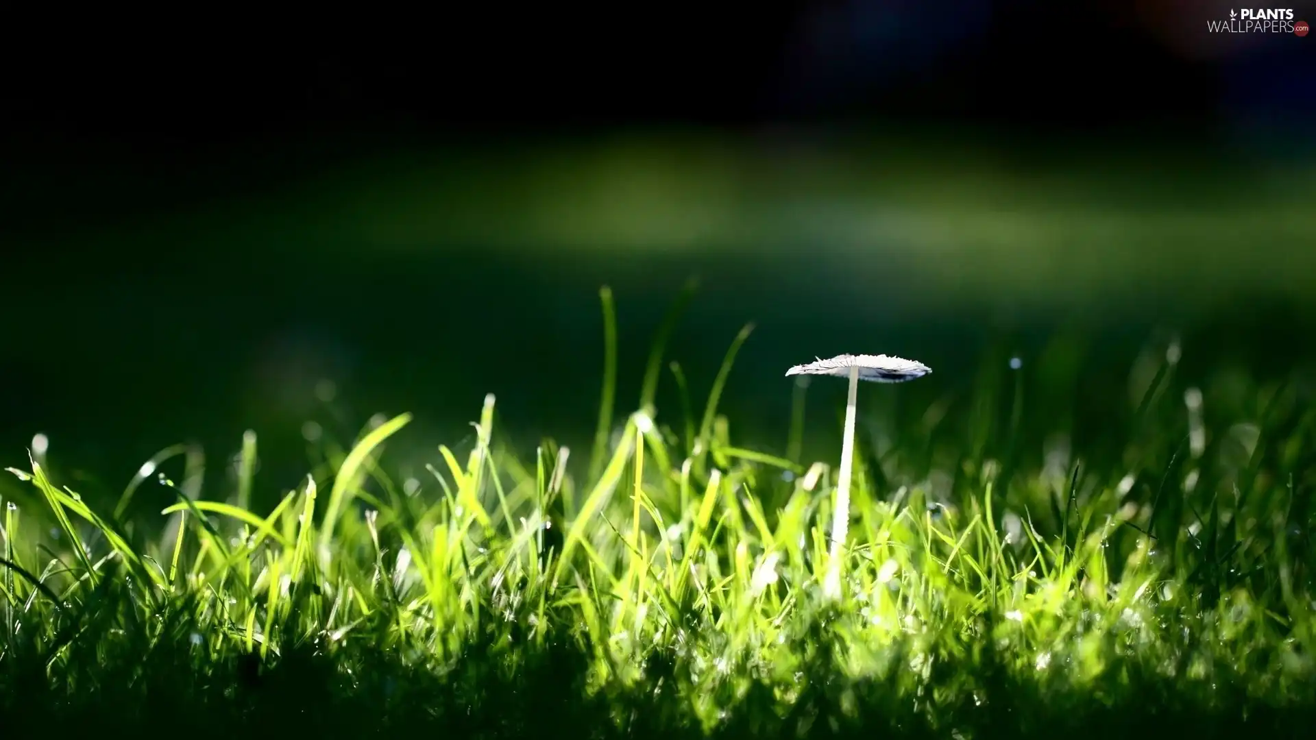 grass, mushroom