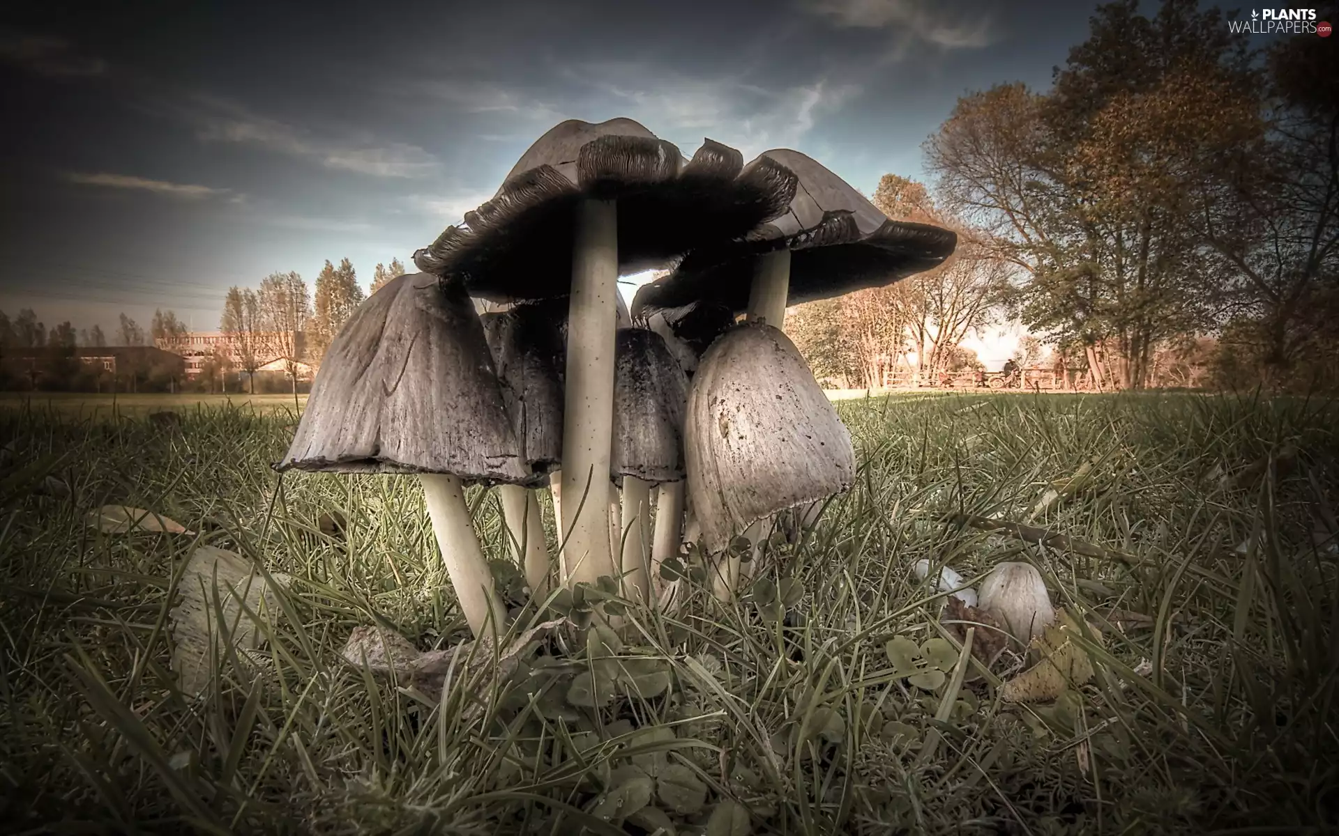 mushrooms, grass