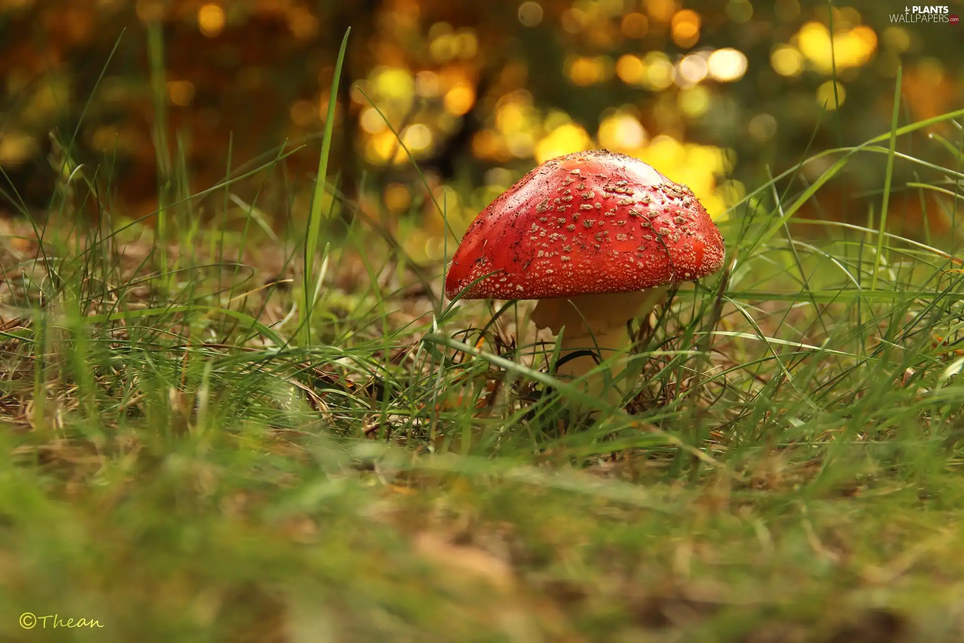 Red, grass, Mushrooms, toadstool