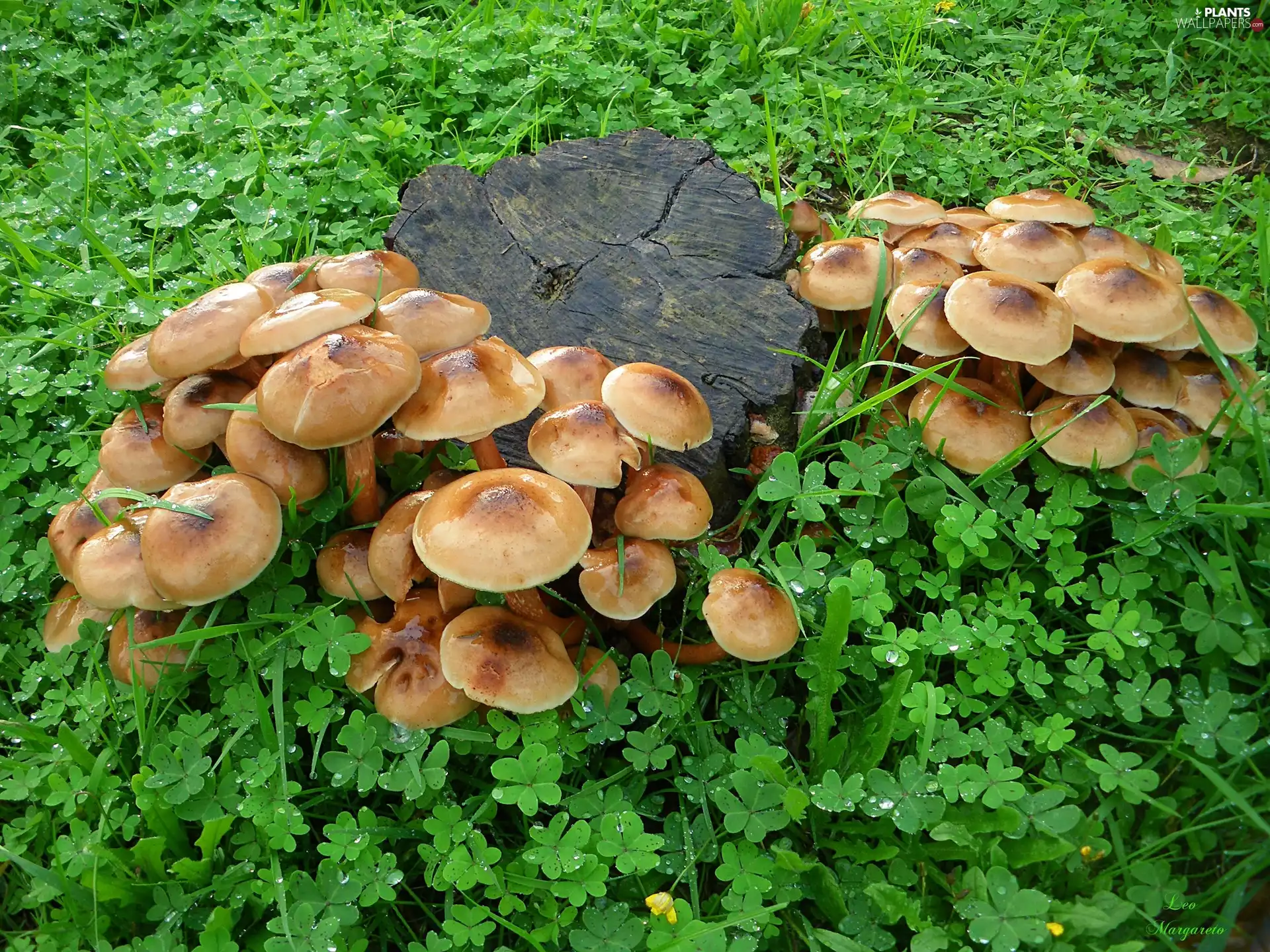 snag, forest, trefoil, mushrooms