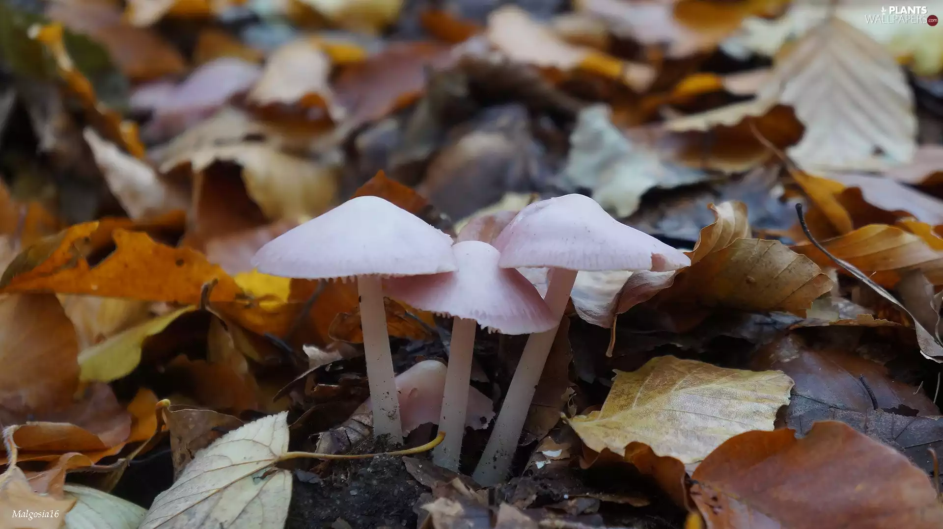 Three, fallen, Leaves, mushrooms