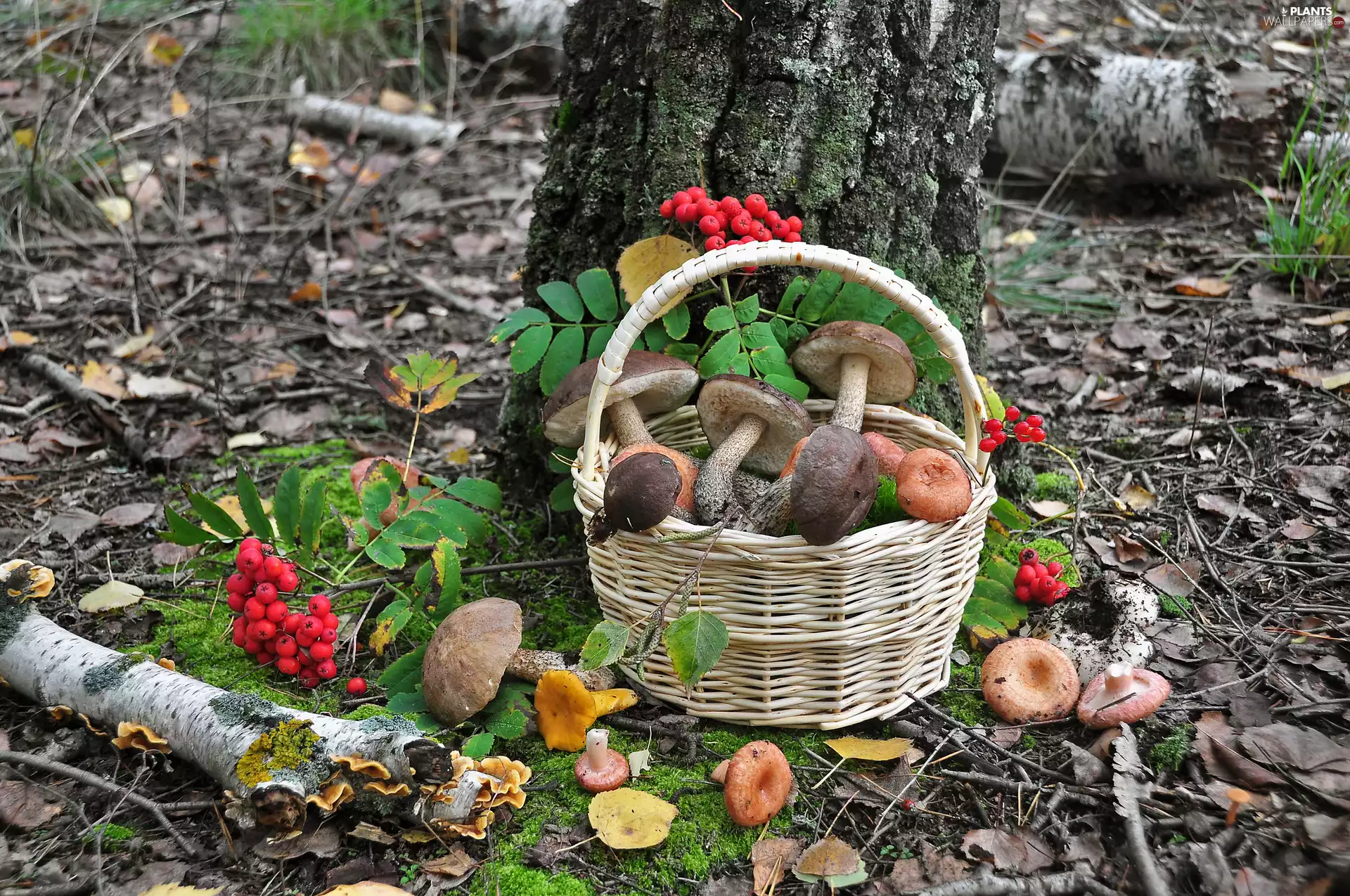 Plant, basket, viewes, mushrooms, forest, trees, litter