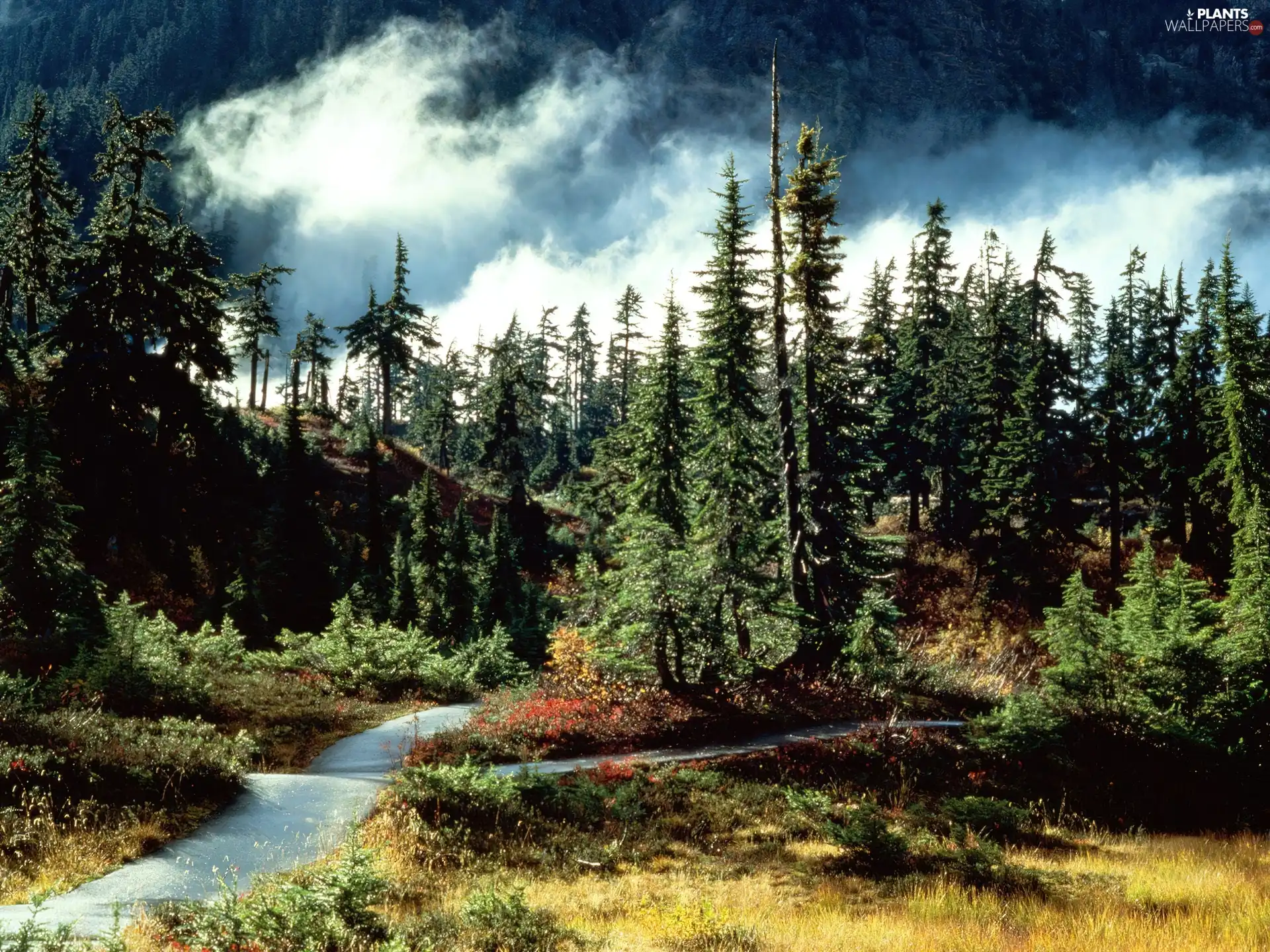 Narrow, green ones, Clouds, Sky, Path, Conifers