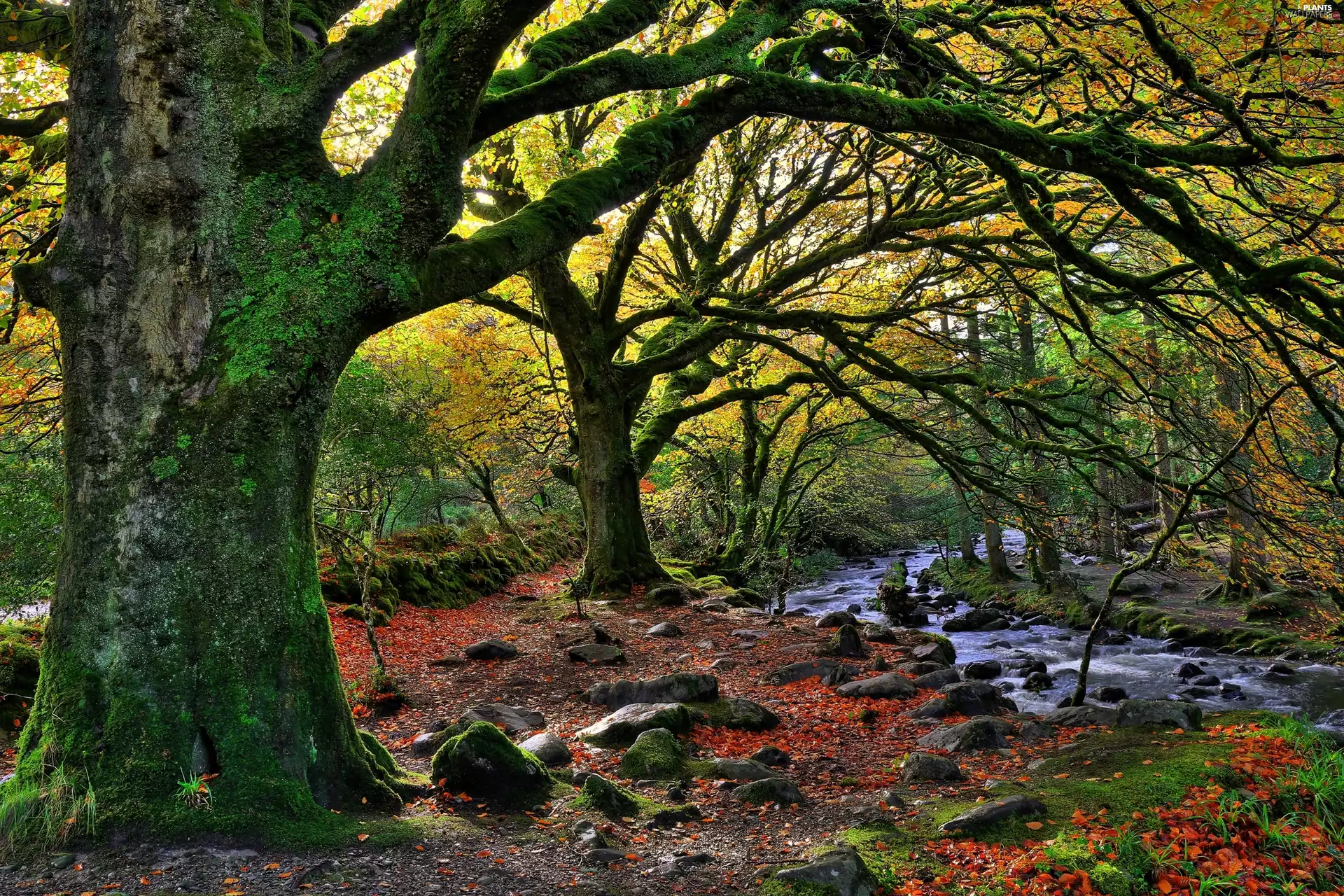 Ireland, Stones, Killarney National Park, brook