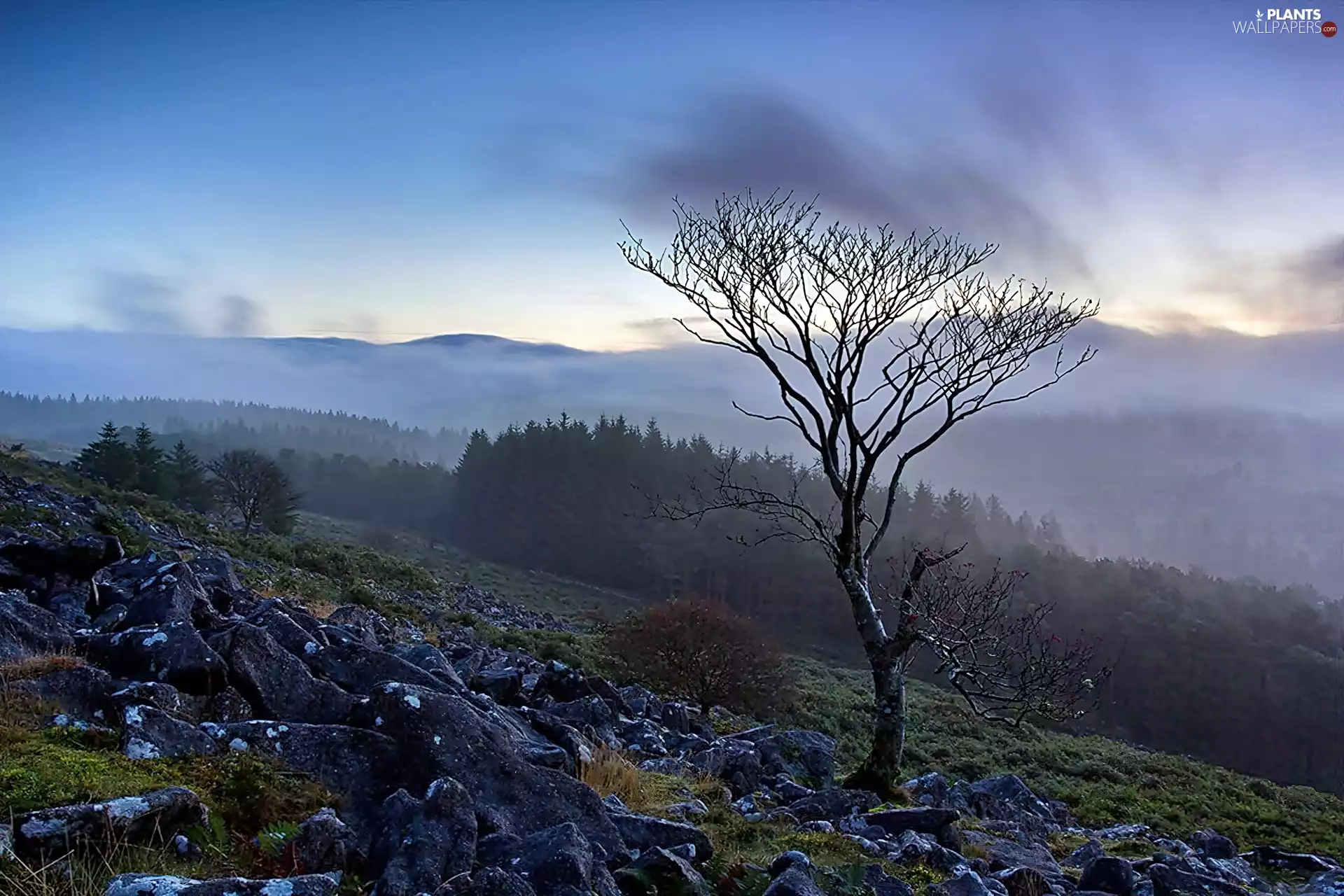 viewes, Fog, Dartmoor National Park, trees, England