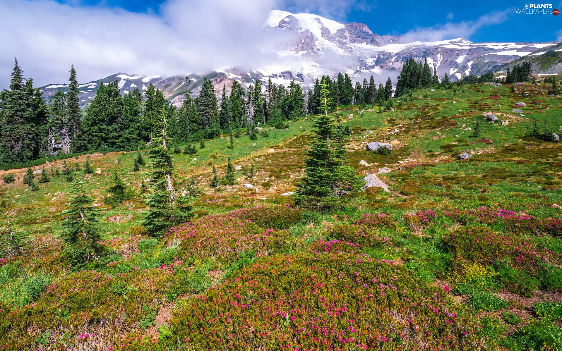 Washington State, The United States, Mount Rainier National Park, Mountains, viewes, Fog, Flowers, trees, Meadow