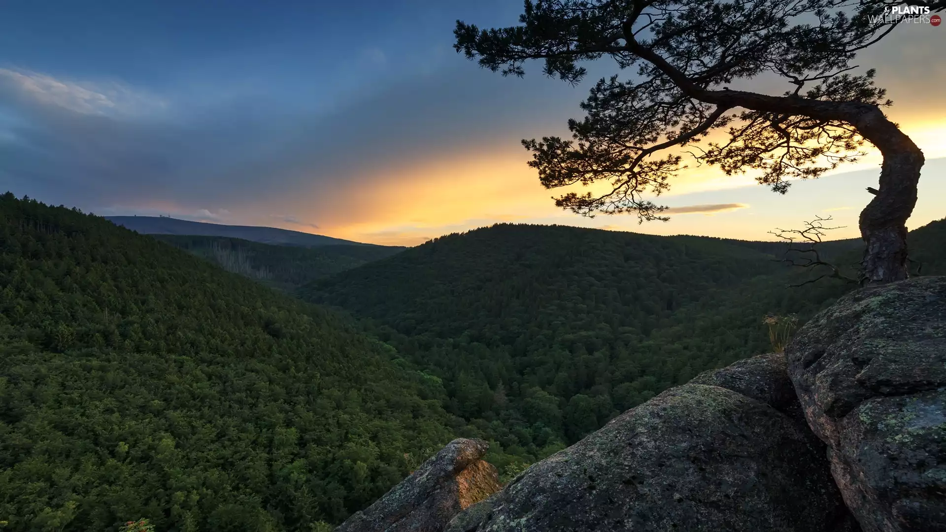 Saxony, Germany, Harz National Park, Harz Mountains, rocks, Sunrise, forest, trees, Brocken Summit