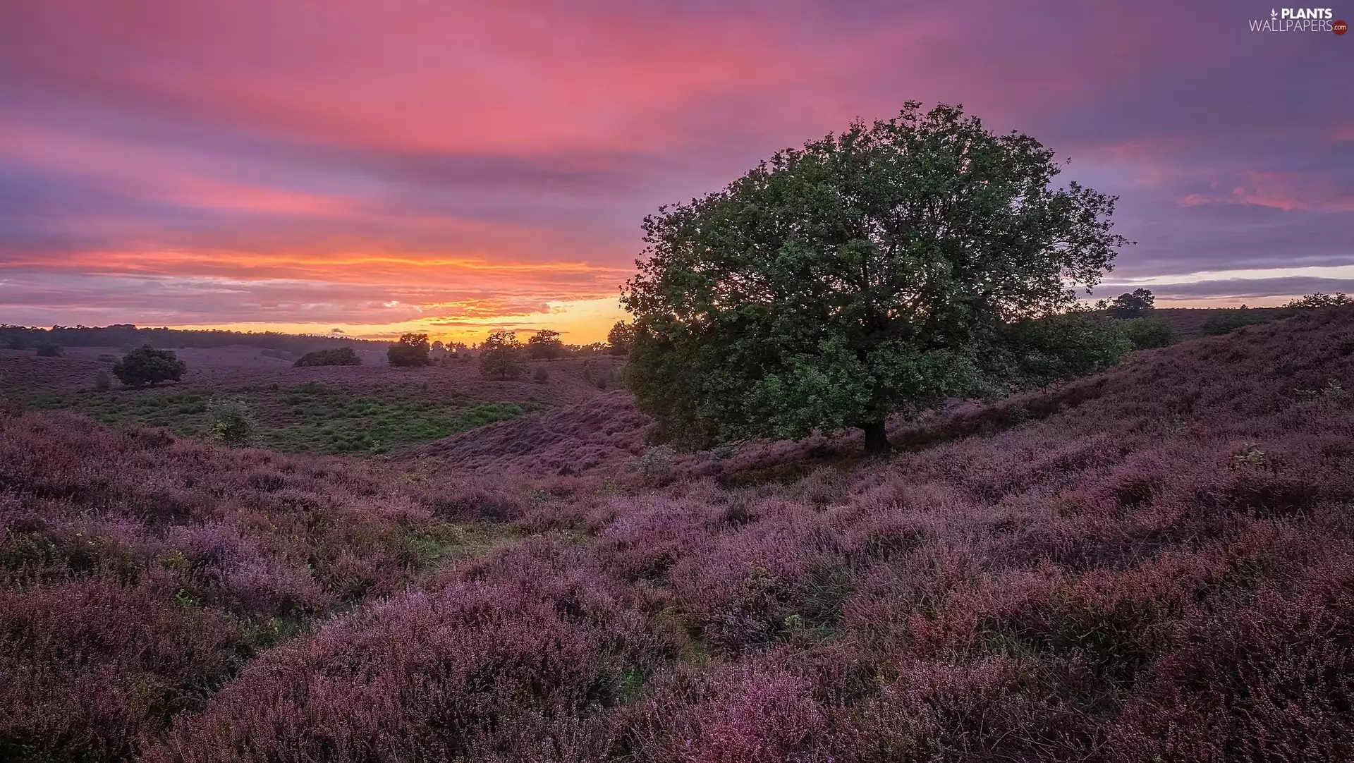 Great Sunsets, heathers, Province of Gelderland, trees, heath, Veluwezoom National Park, Netherlands