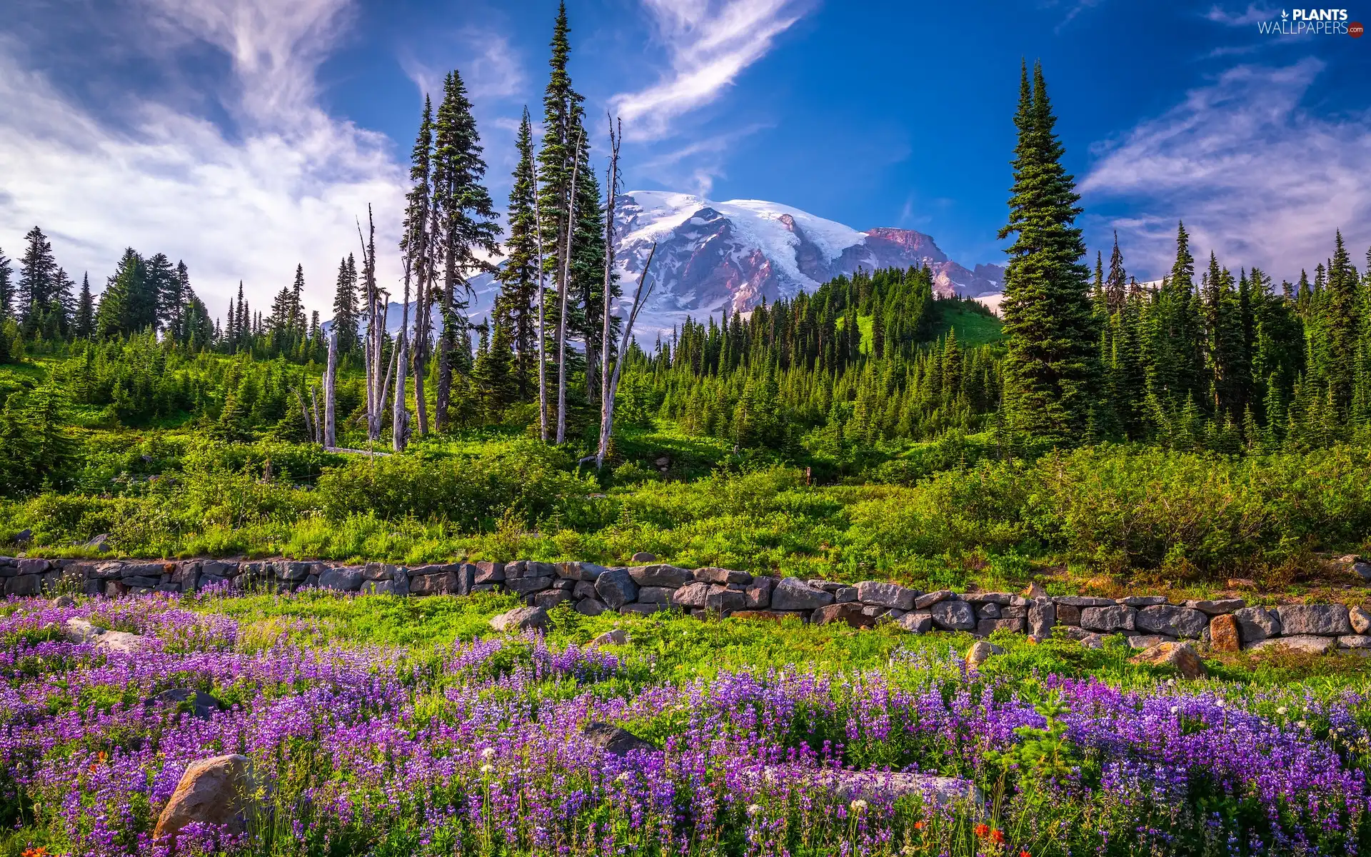 Washington State, The United States, Mount Rainier National Park, Mountains, Flowers, lupine, viewes, Meadow, trees
