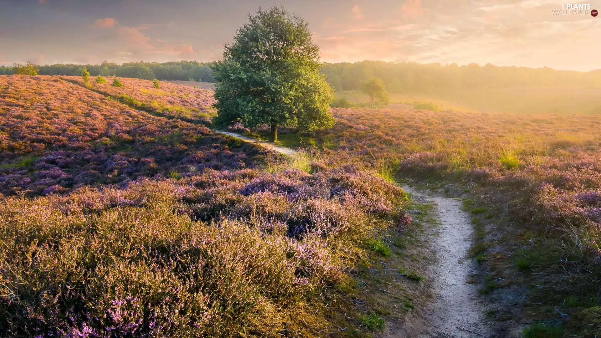 heathers, Path, Netherlands, trees, Province of Gelderland, heath, Veluwezoom National Park, Sunrise