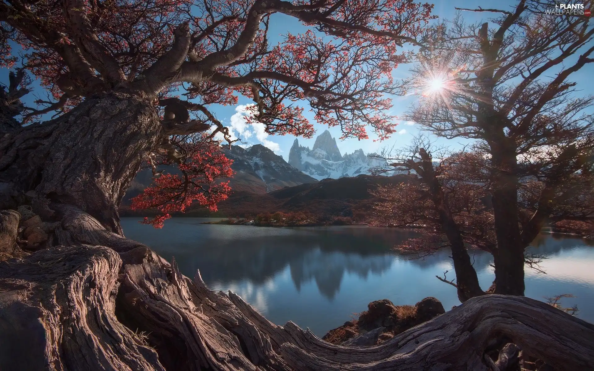 Fitz Roy, autumn, trees, Los Glaciares National Park, branch pics, Argentina, Patagonia, mountains, Andes Mountains, rays of the Sun, viewes