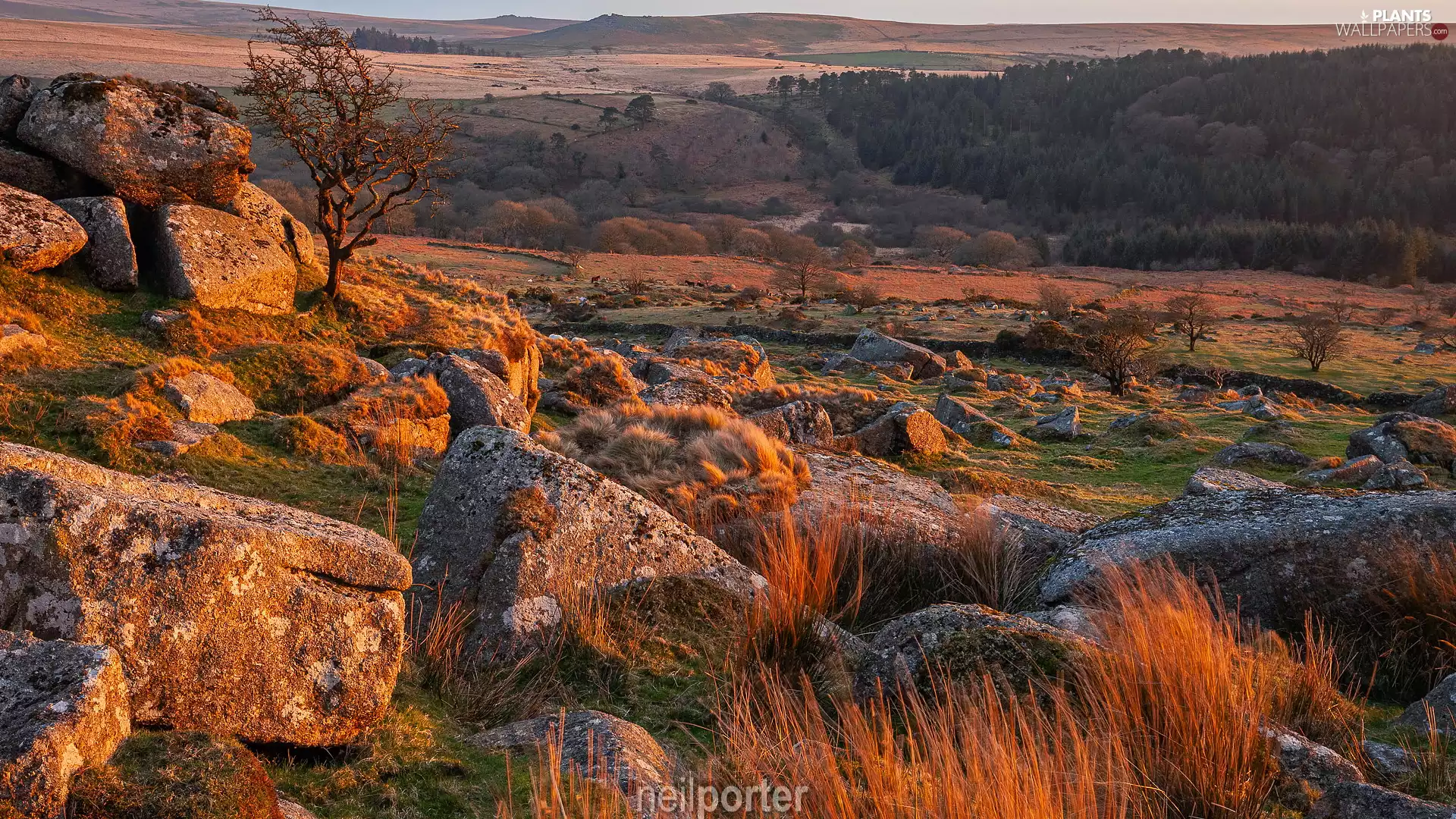 The Hills, Stones, England, trees, Devon County, rocks, Dartmoor National Park, grass
