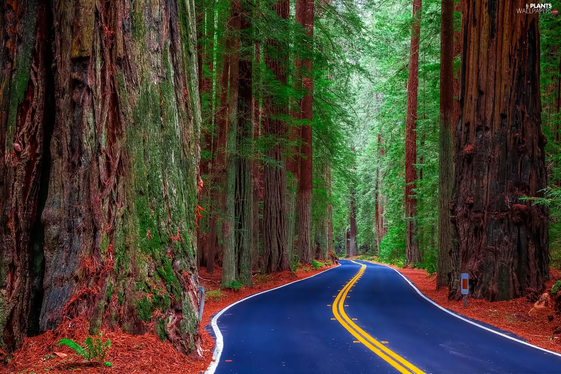 State of California, The United States, Redwood National Park, forest, Blue, superstructure, viewes, redwoods, trees