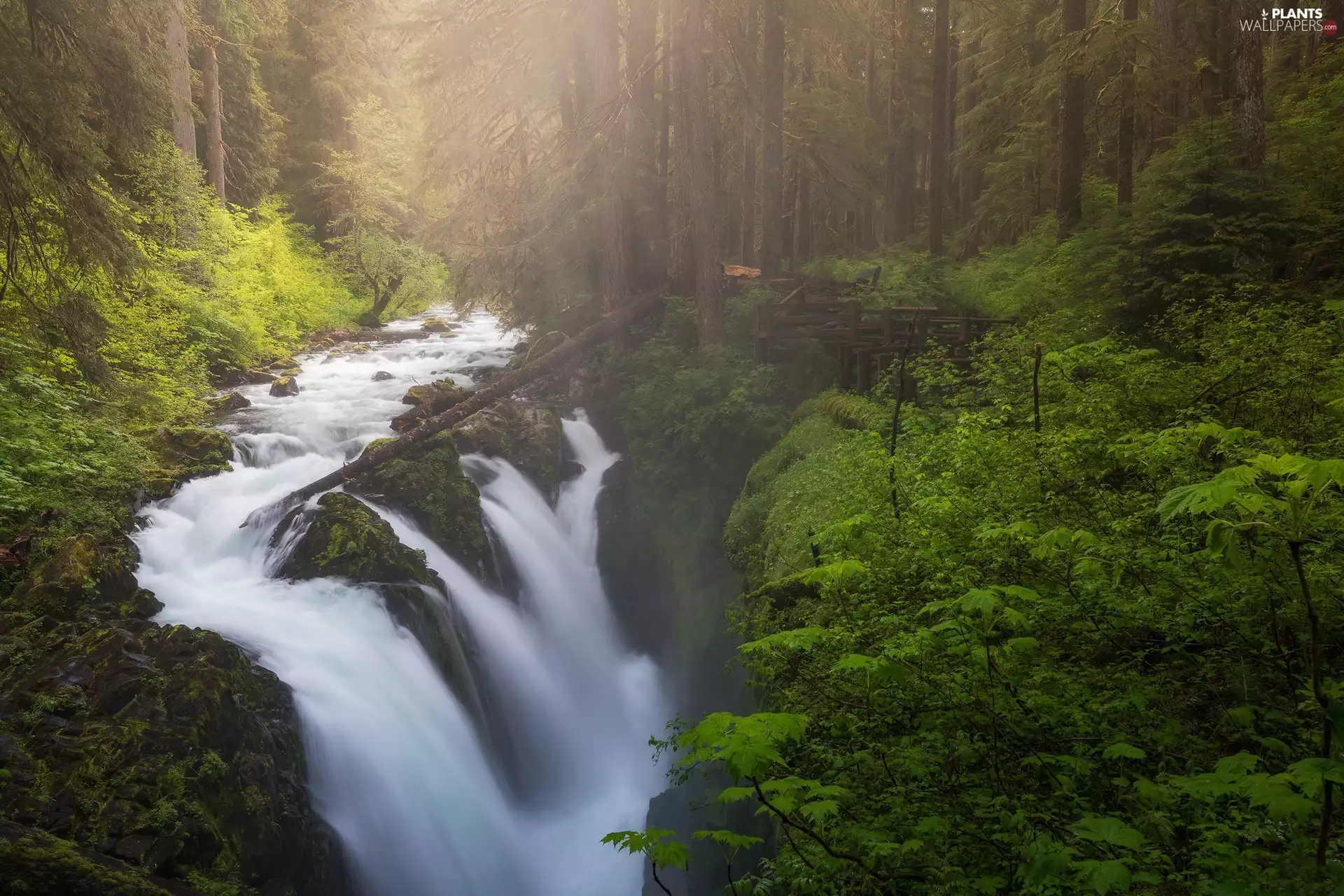 Washington State, The United States, Olympic National Park, forest, viewes, Fog, River, trees, Sol Duc Falls