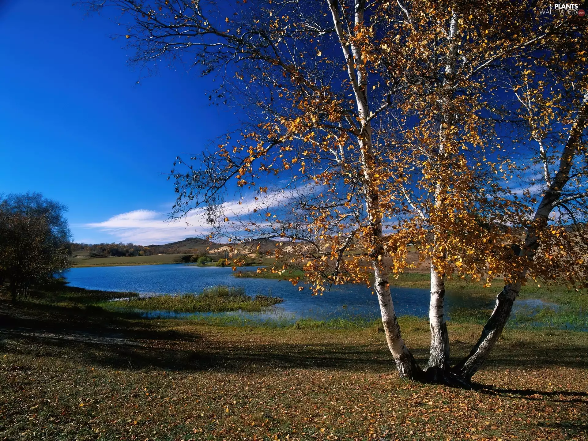 autumn, nature, birch-tree, lake
