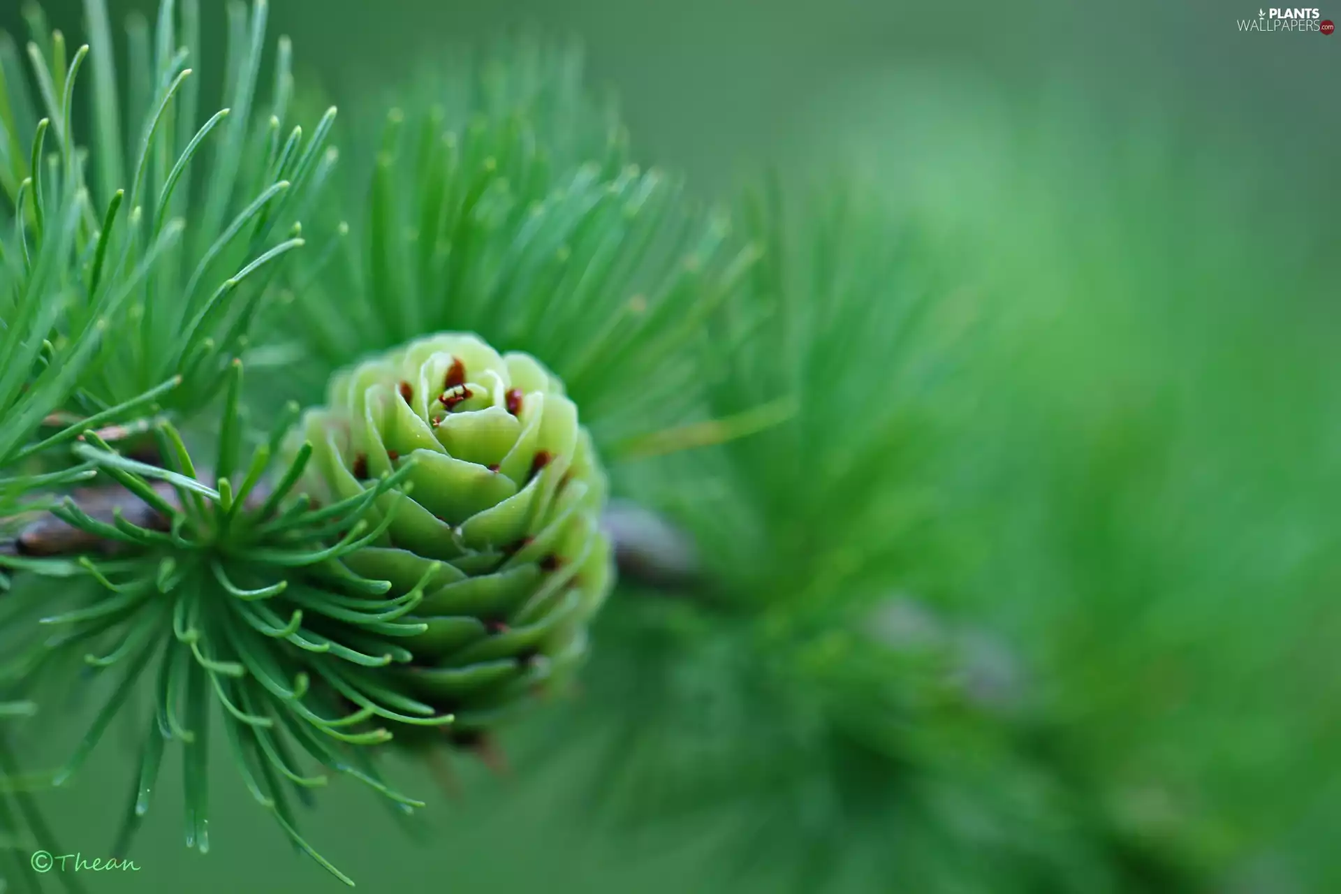 needle, larch, cone