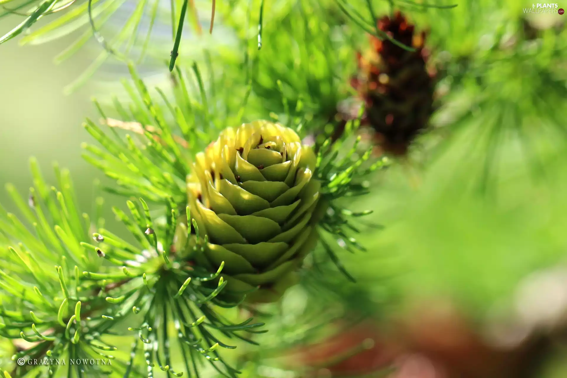 needle, larch, cone