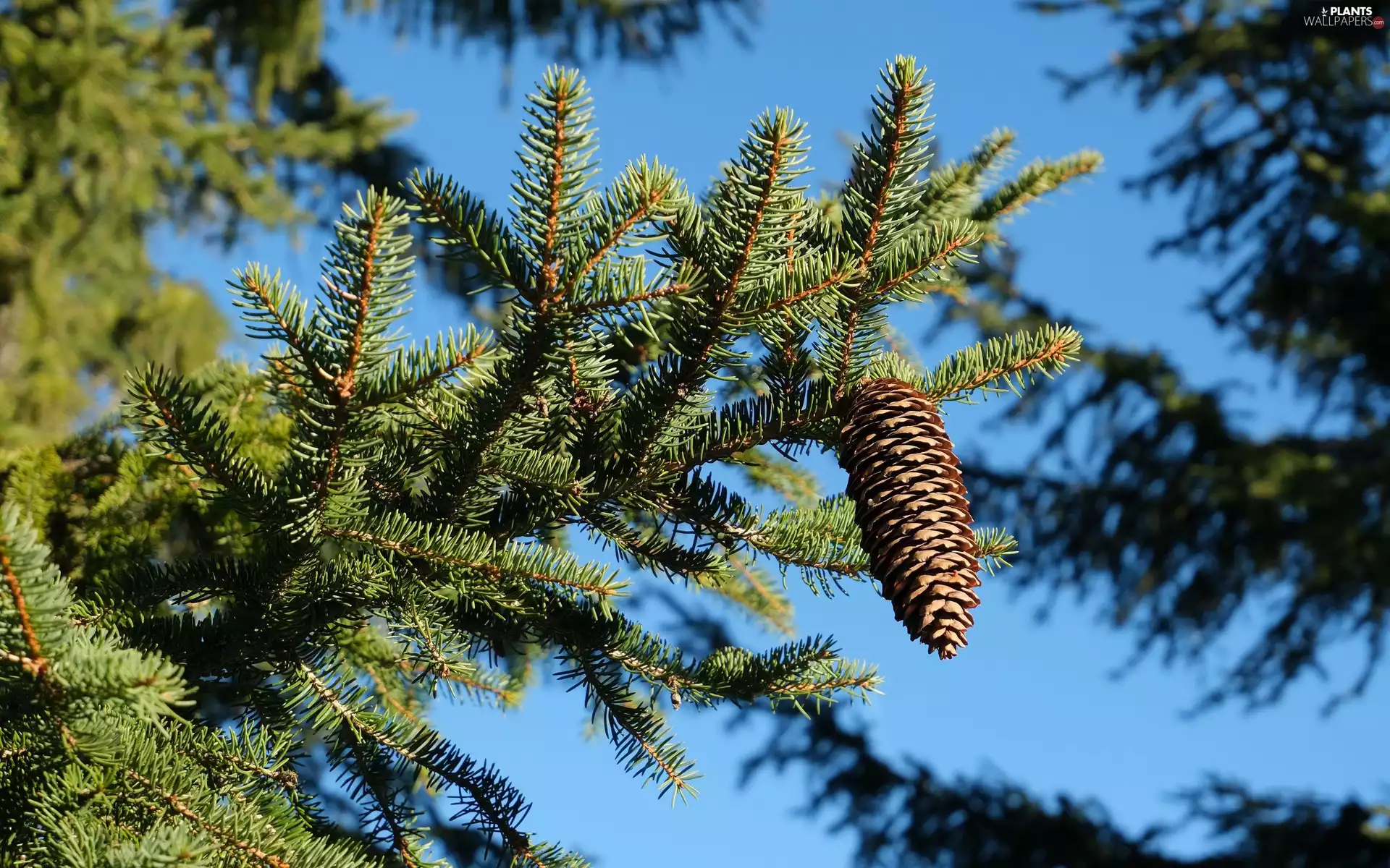spruce, needle, cone, branch pics