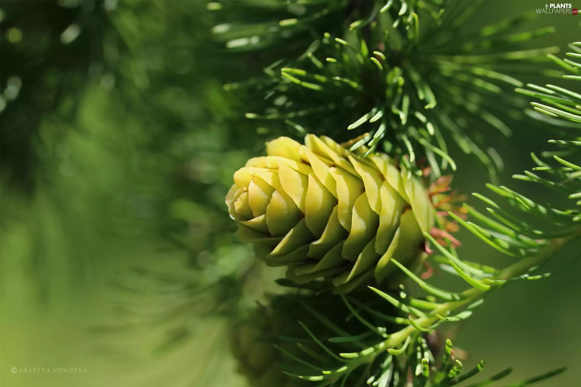 needle, cone, larch