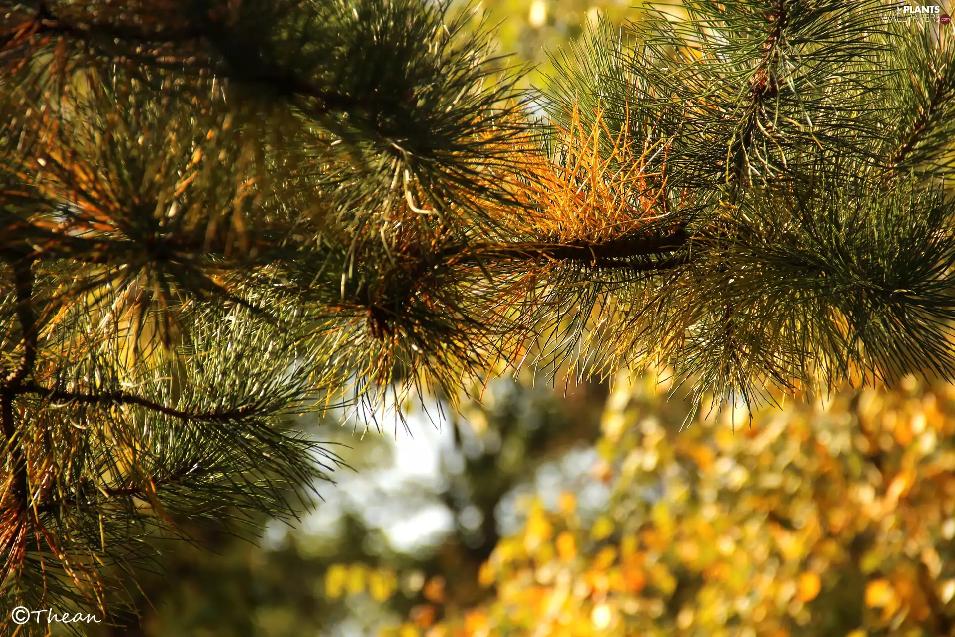 pine, Yellow, autumn, needle