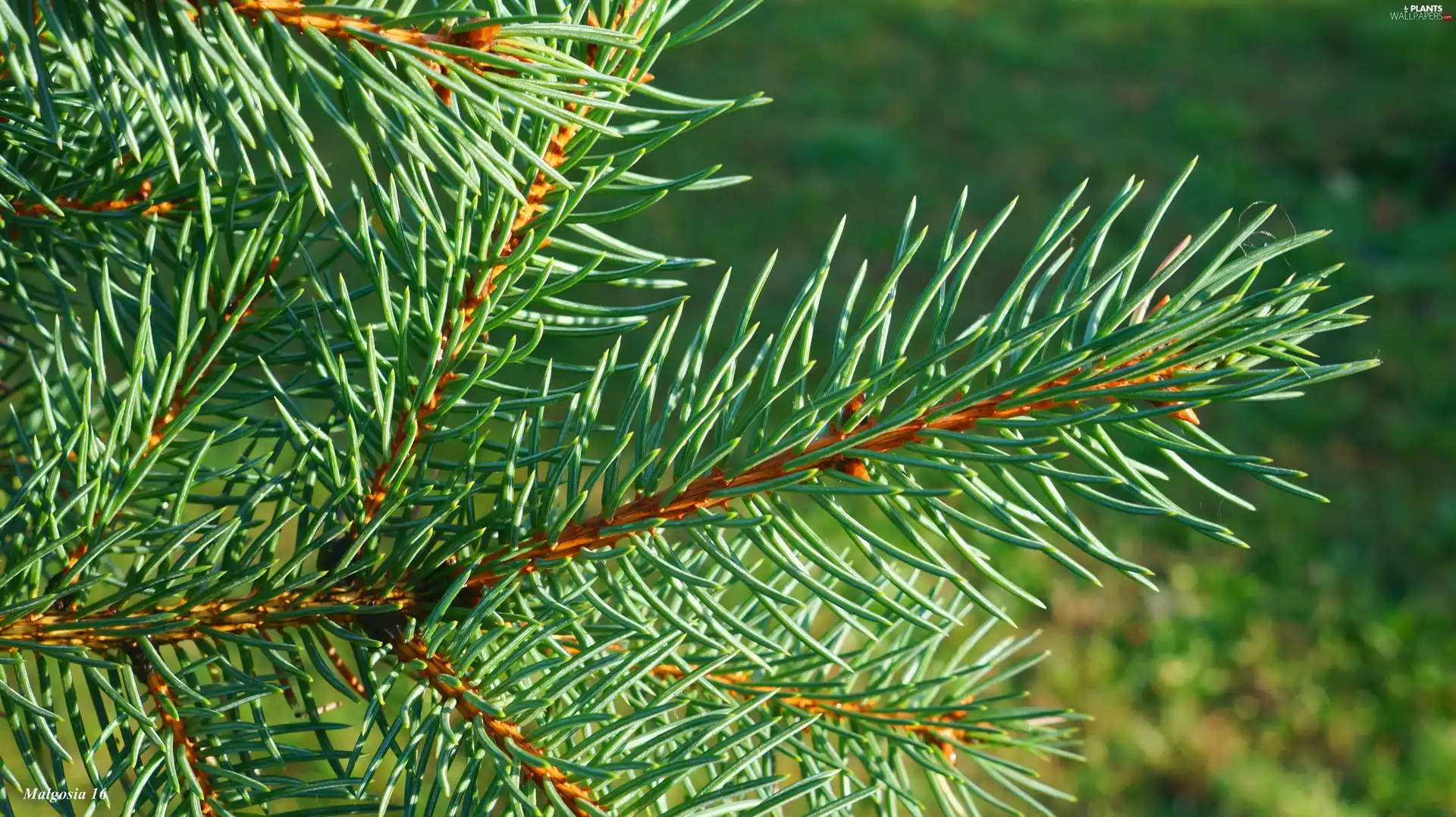 needle, twig, spruce