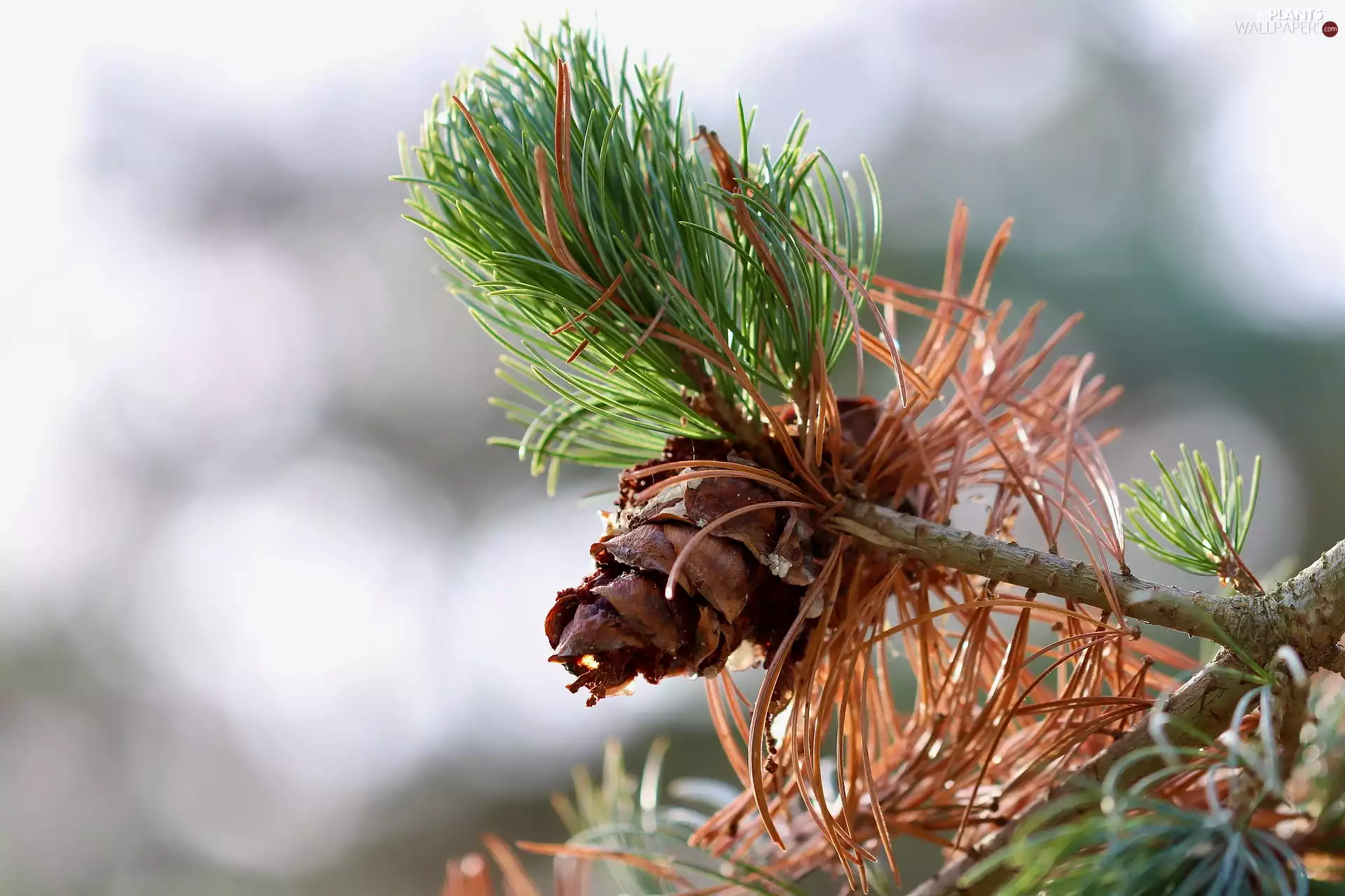 green ones, twig, needle, cone, Brown, pine