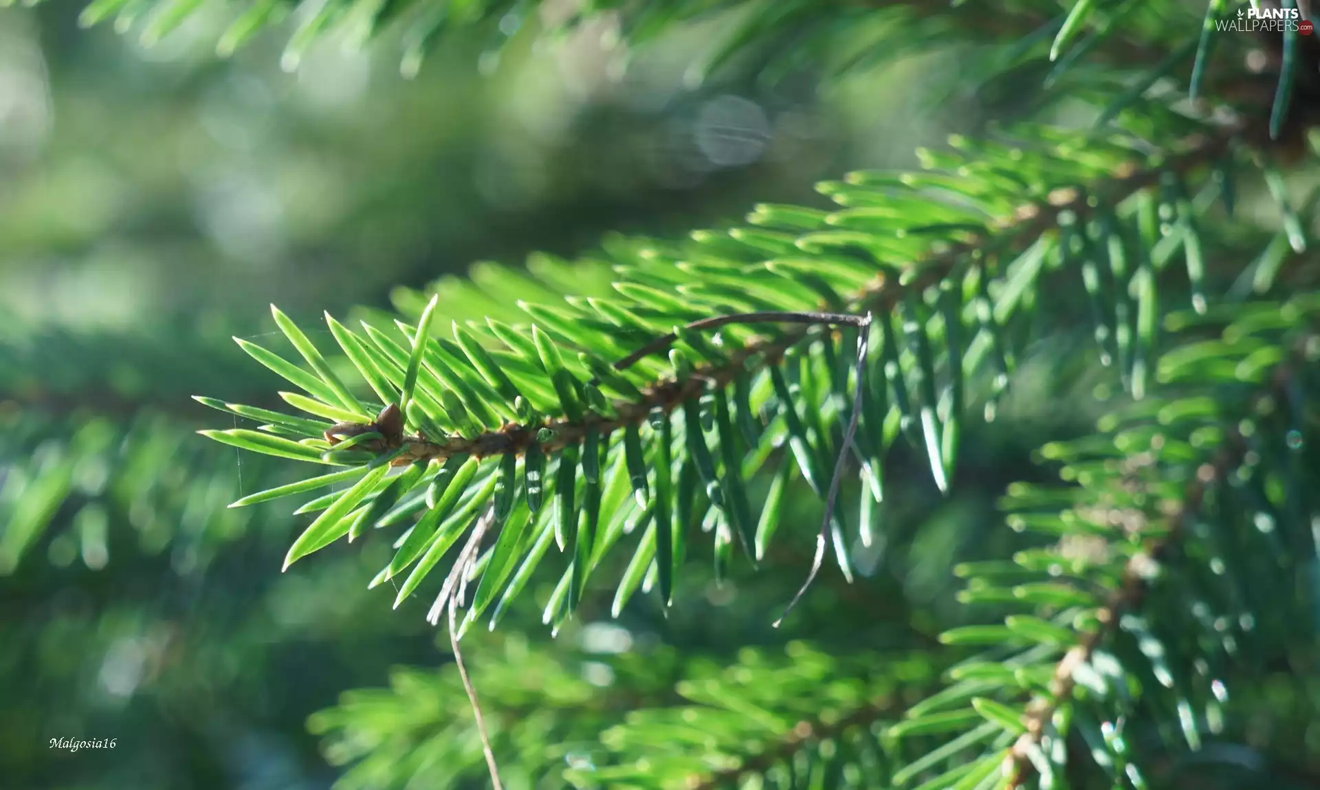 needle, spruce, twig