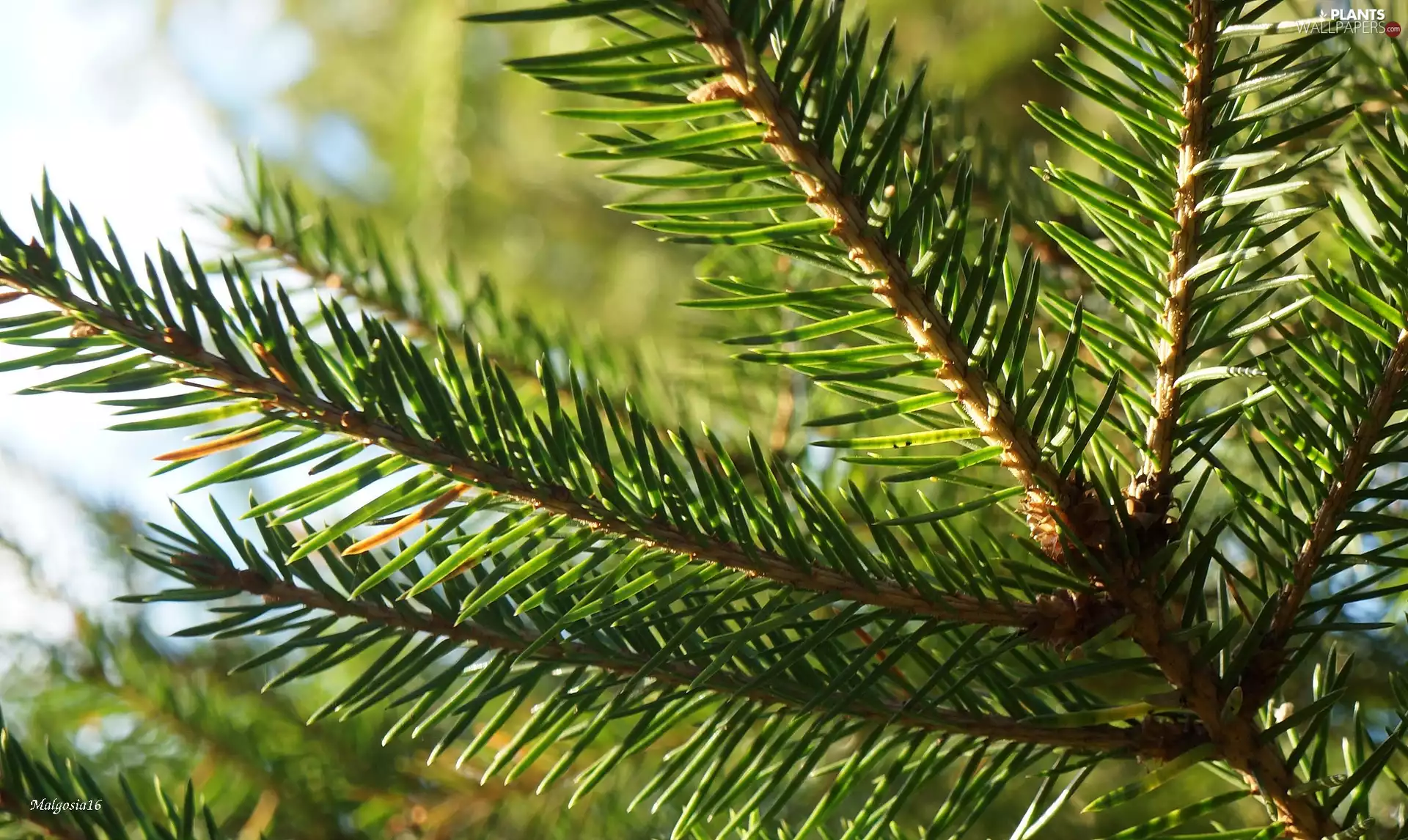 needle, spruce, twig