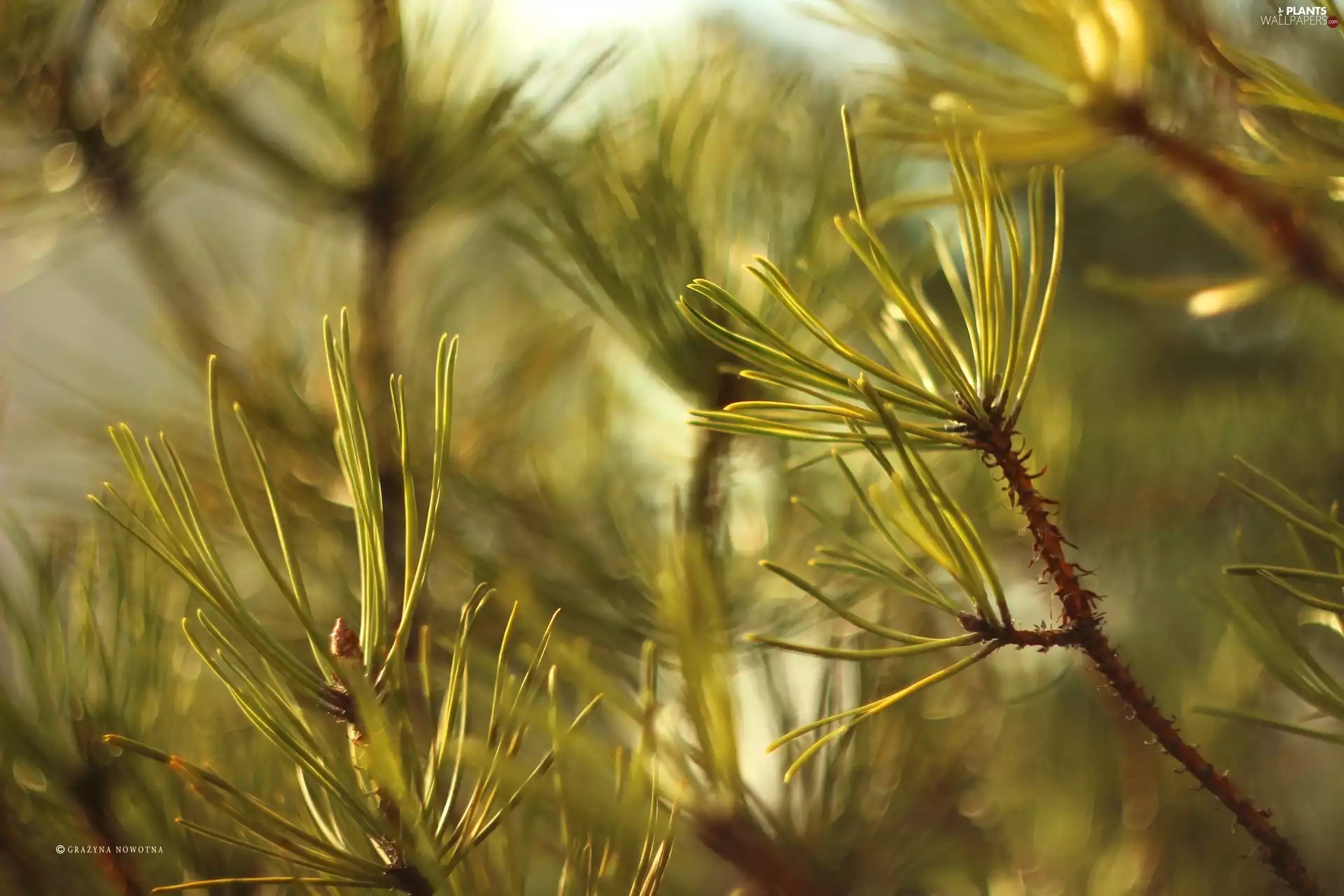 needle, spruce, Twigs