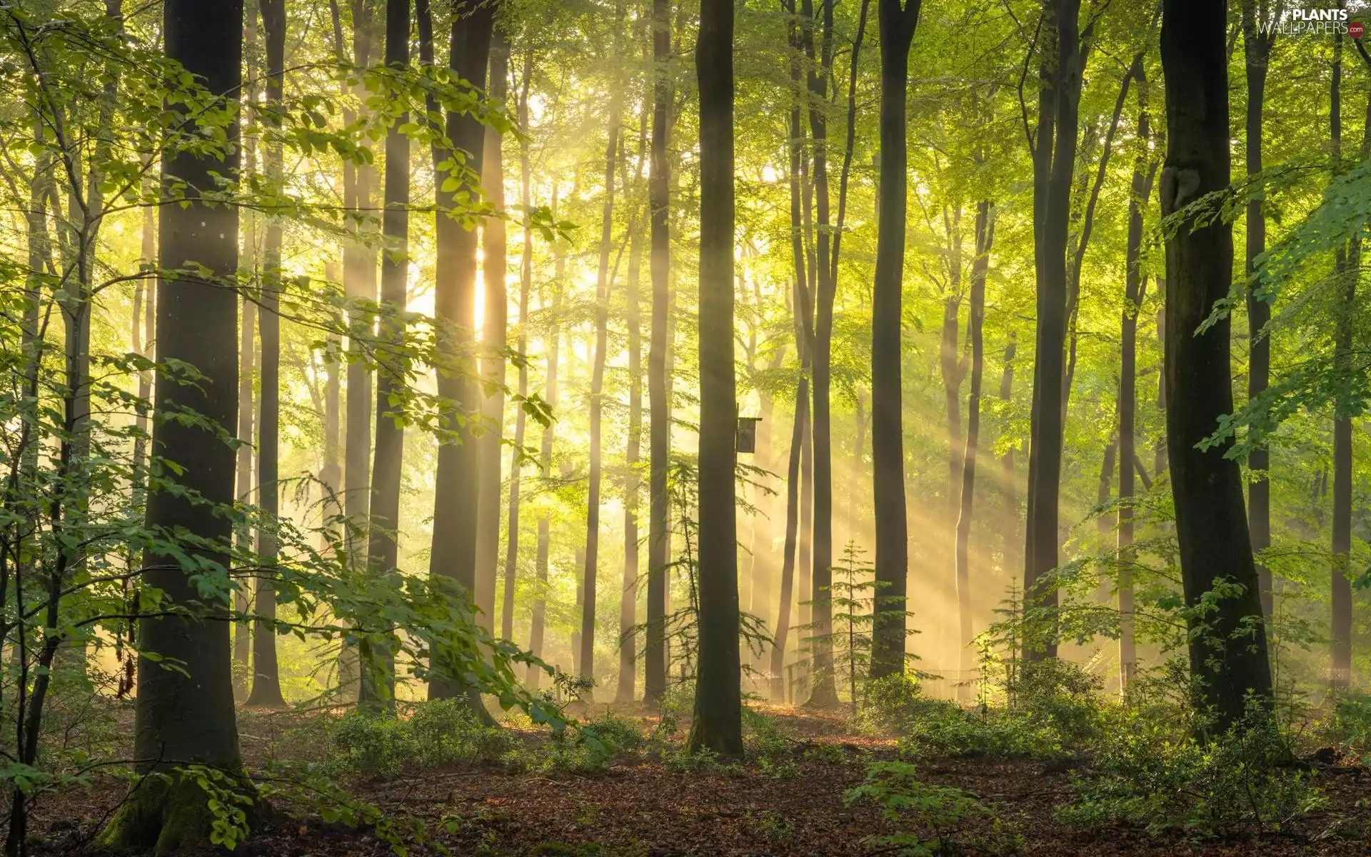 Nesting Box, light breaking through sky, trees, viewes, forest