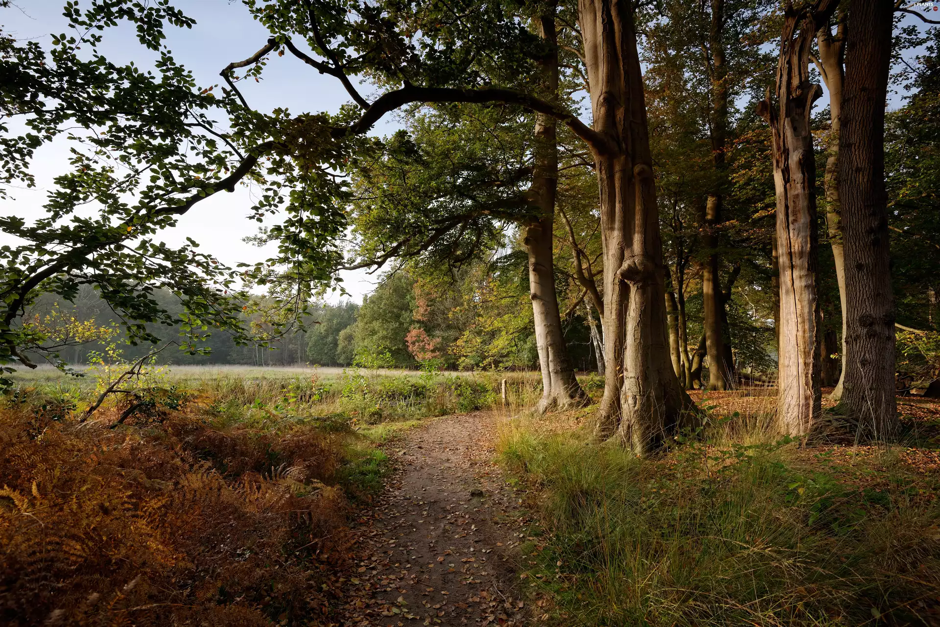 North Holland Province, Netherlands, s-Graveland Village, autumn, fern, grass, trees, viewes, Way