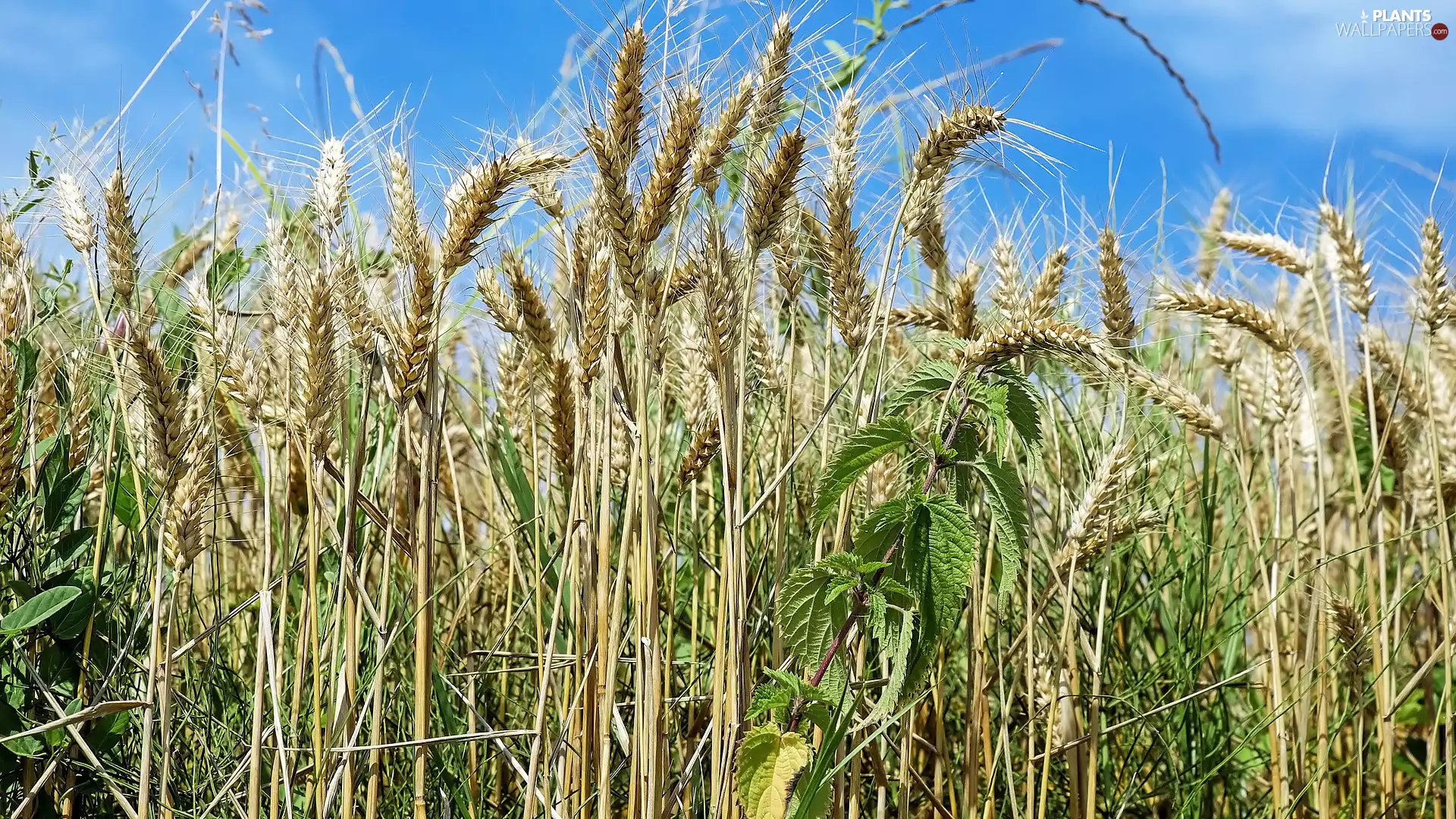 nettle, corn, Plants