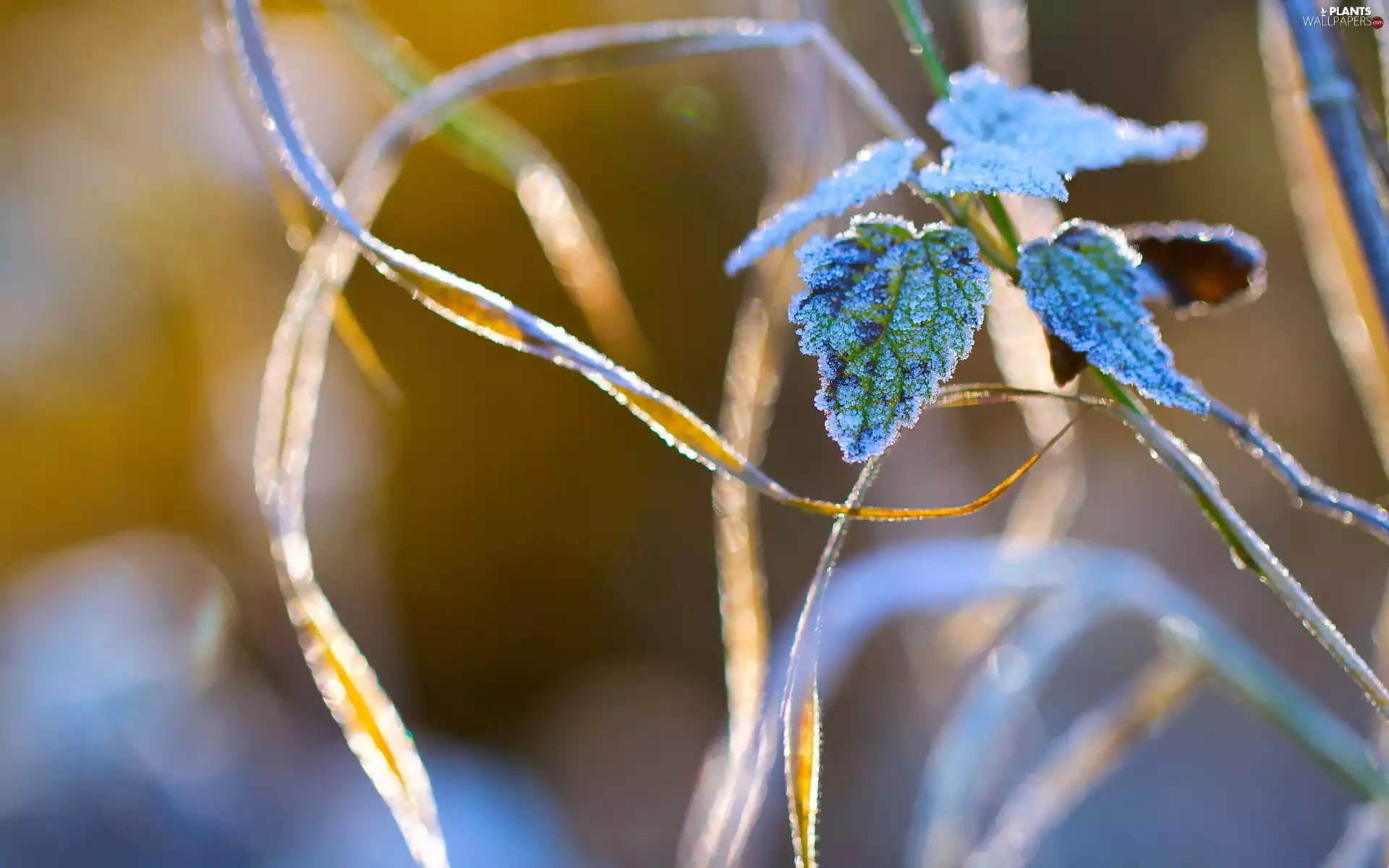 White frost, grass, nettle