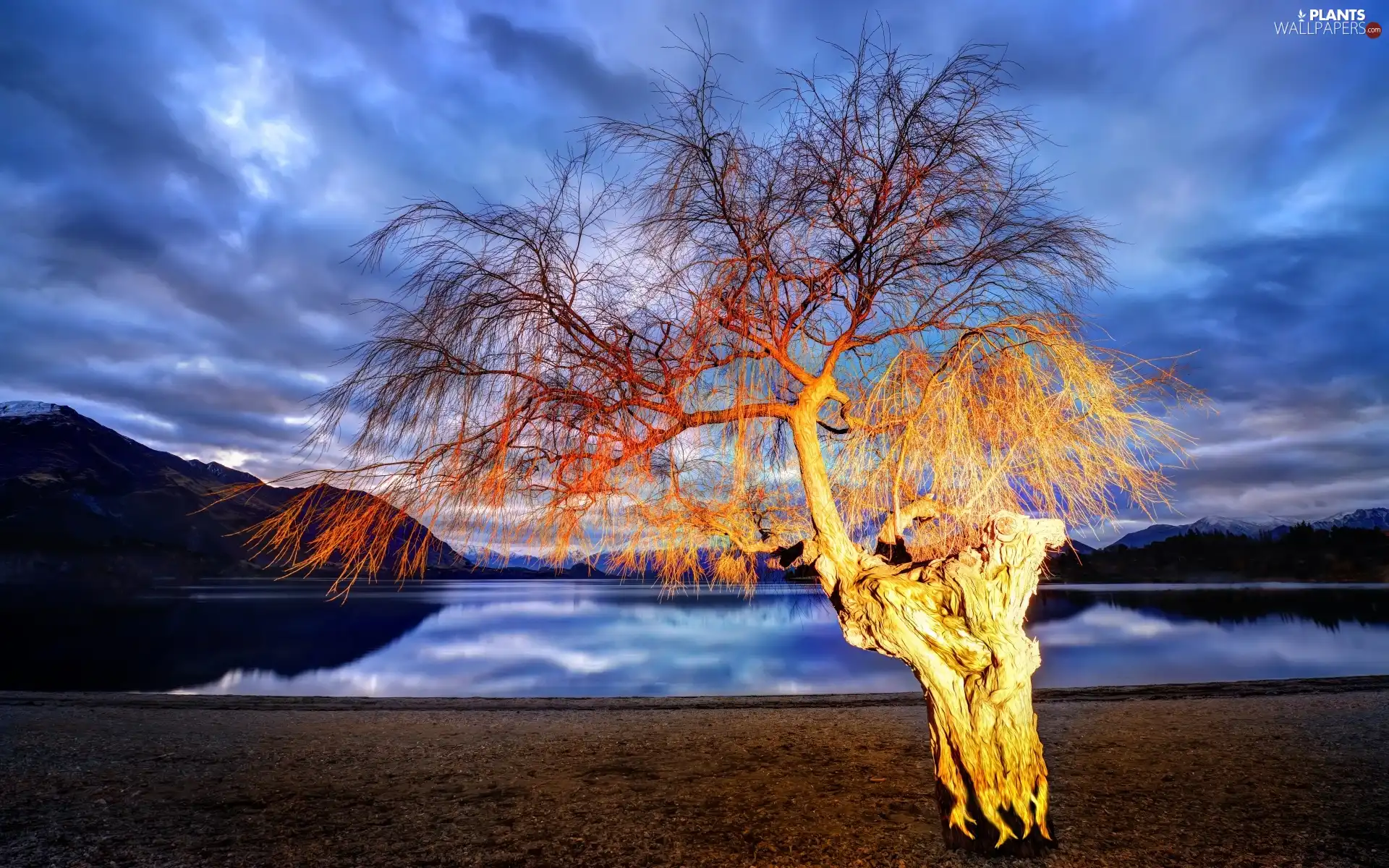 trees, Wanaka, New Zeland, lake