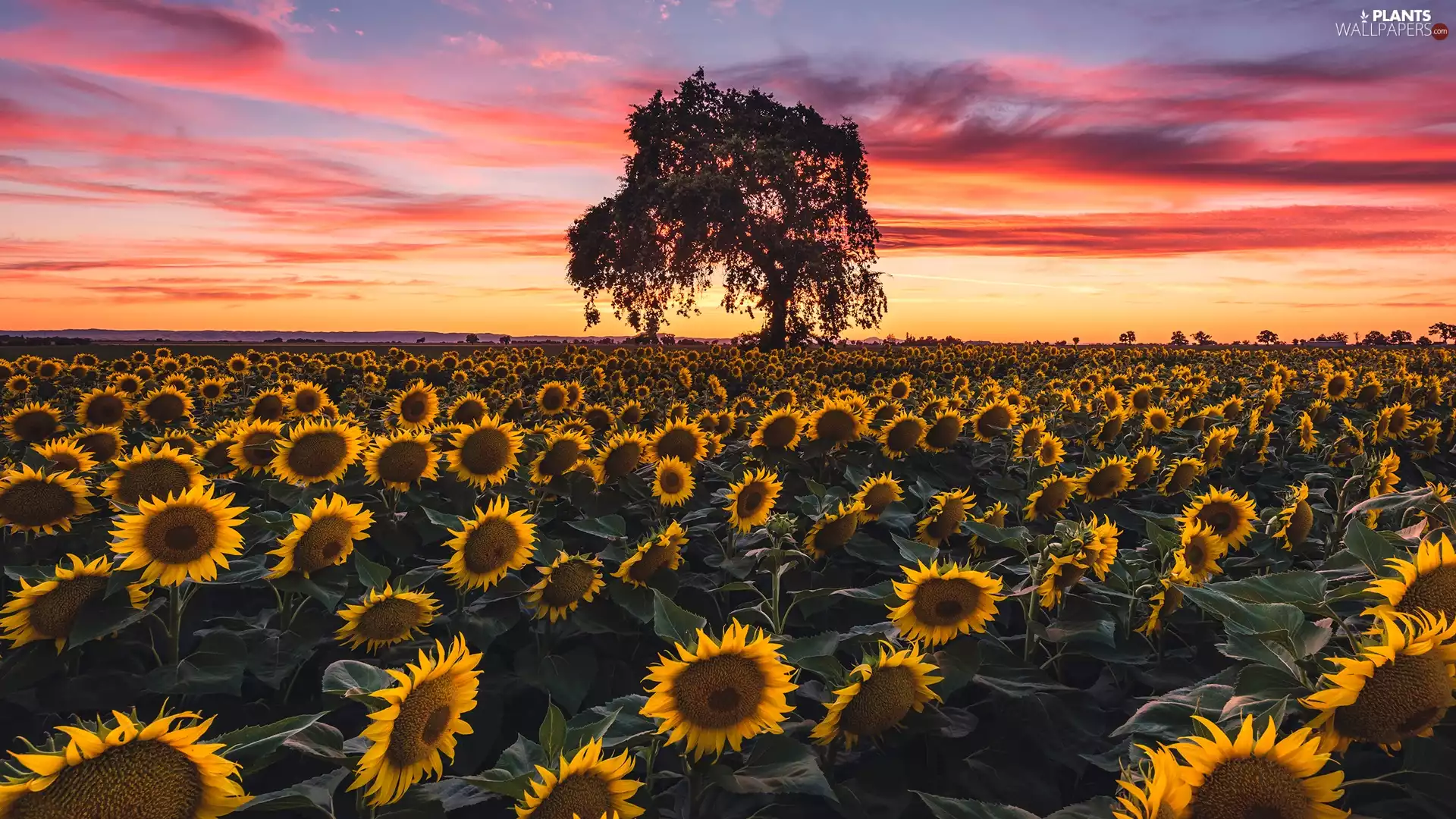 trees, Nice sunflowers, Great Sunsets