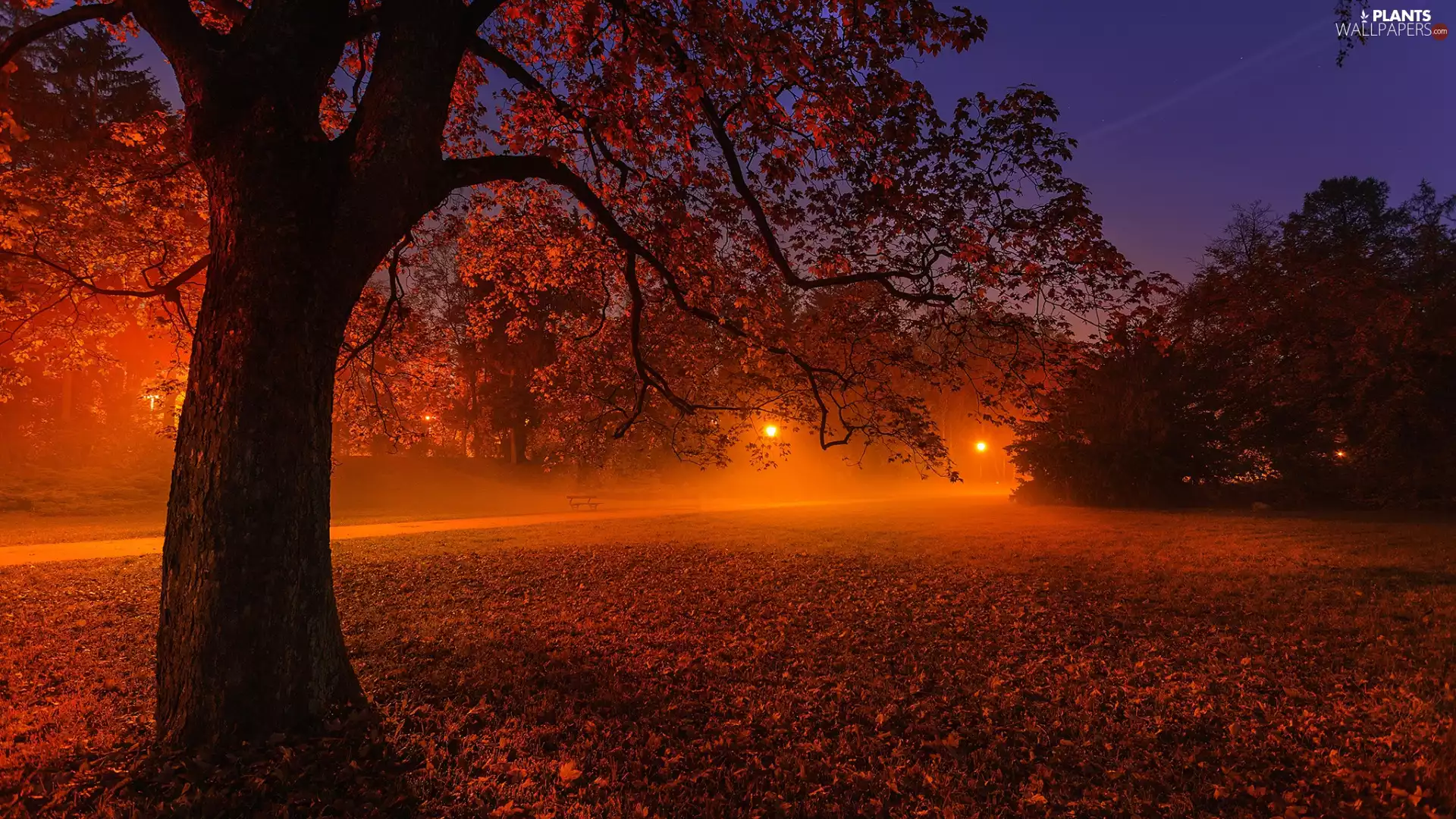 Night, autumn, Park, trees, Lamps, Way, Fog, bench, viewes