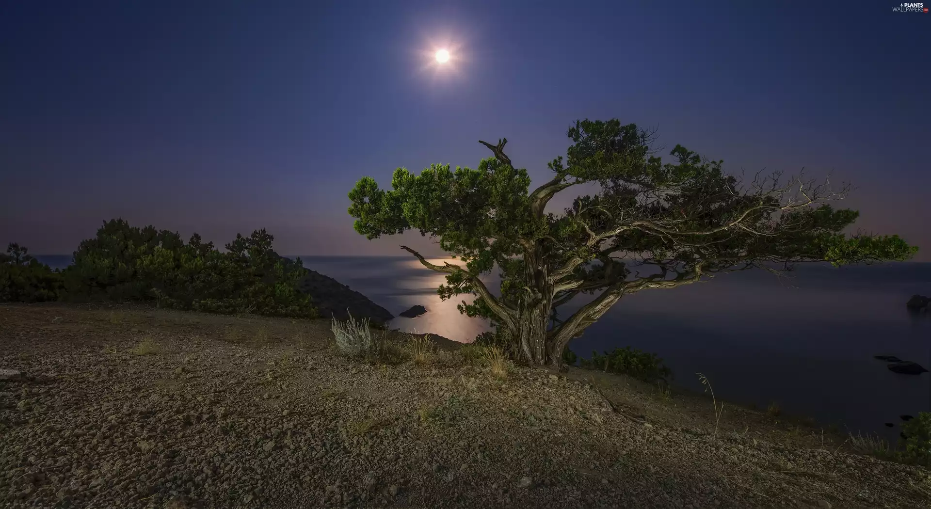 lake, trees, moon, Night