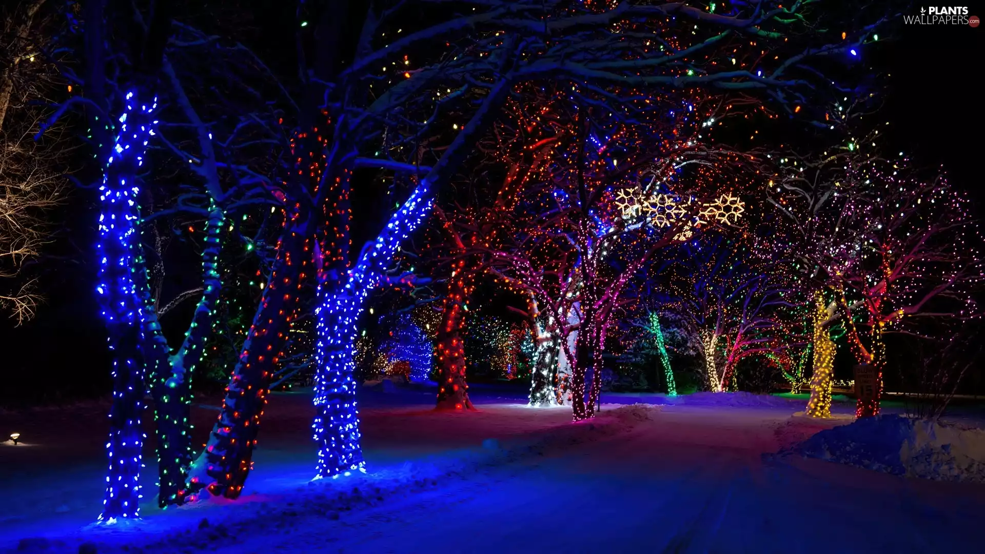 trees, Way, lights, Night, winter, viewes, color